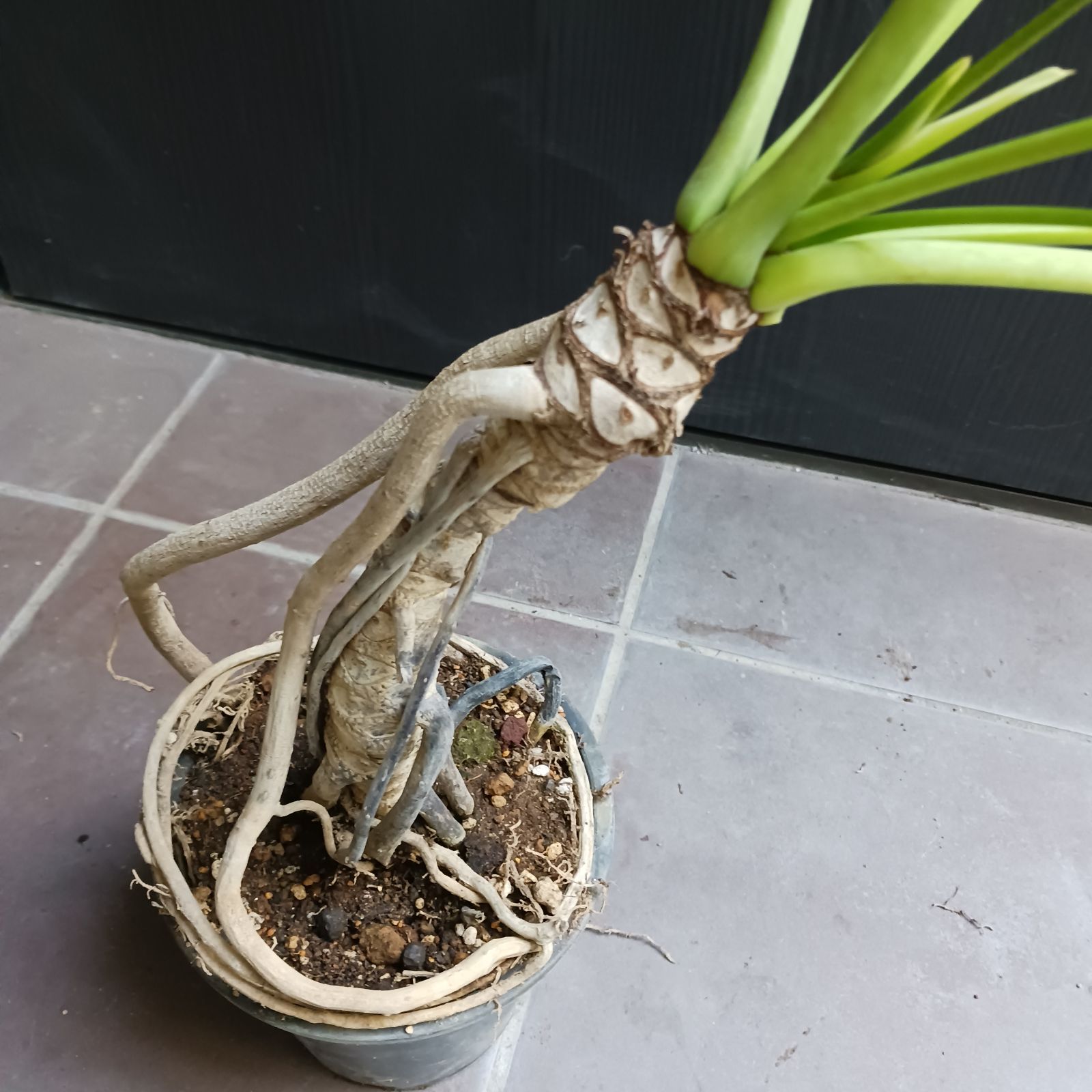 7 クッカバラ 5号 幹上がり 幹立ち 観葉植物 フィロデンドロン