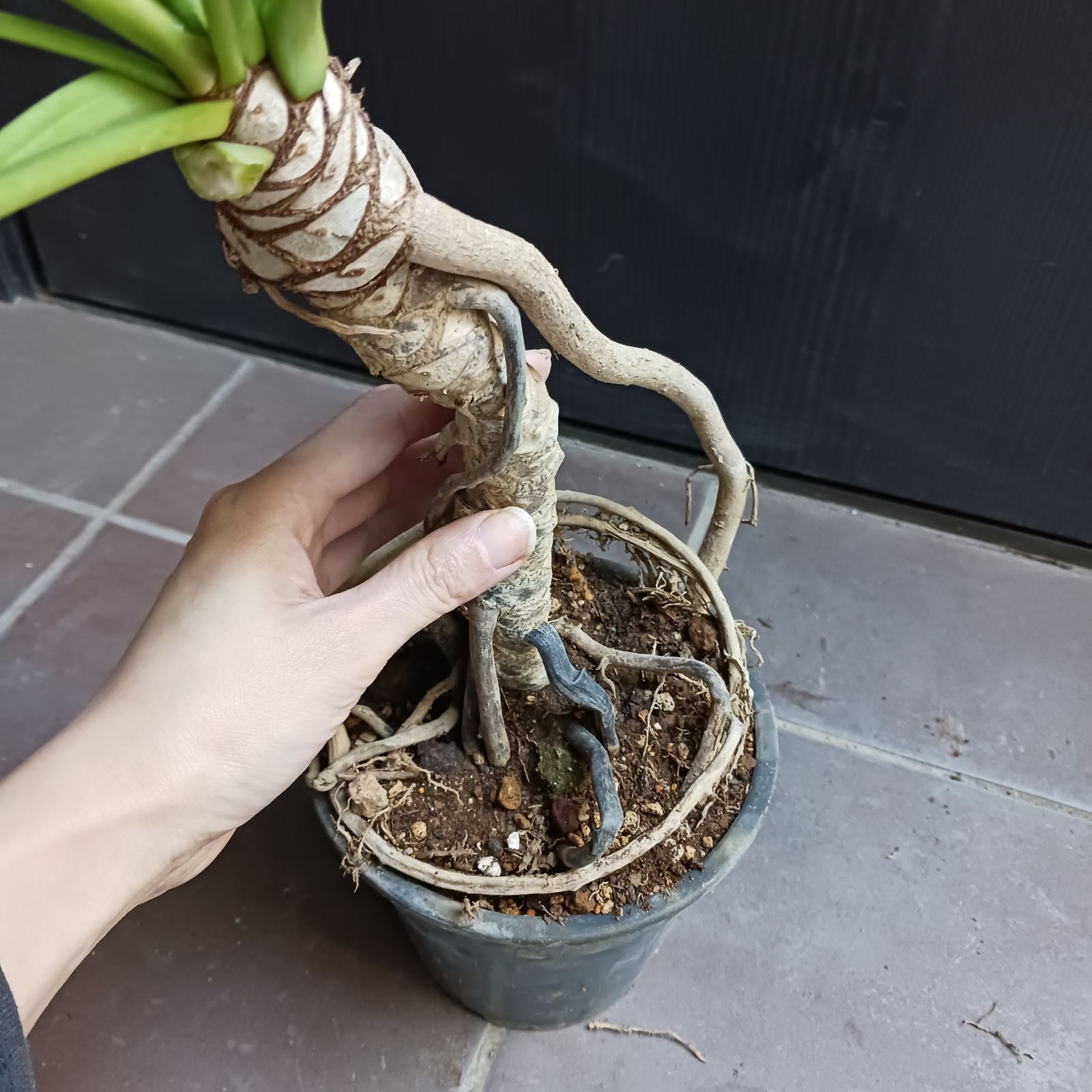 7 クッカバラ 5号 幹上がり 幹立ち 観葉植物 フィロデンドロン