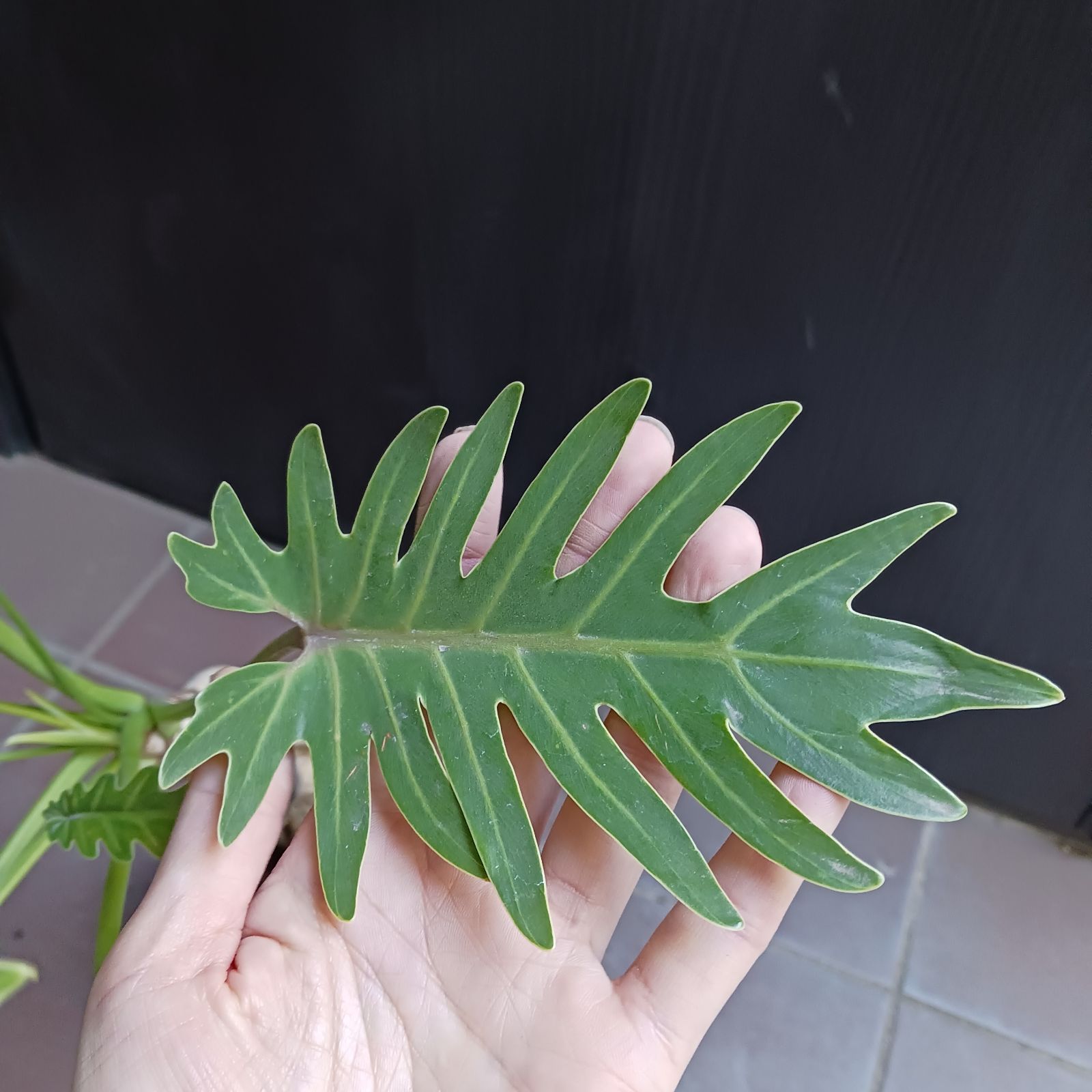 7 クッカバラ 5号 幹上がり 幹立ち 観葉植物 フィロデンドロン