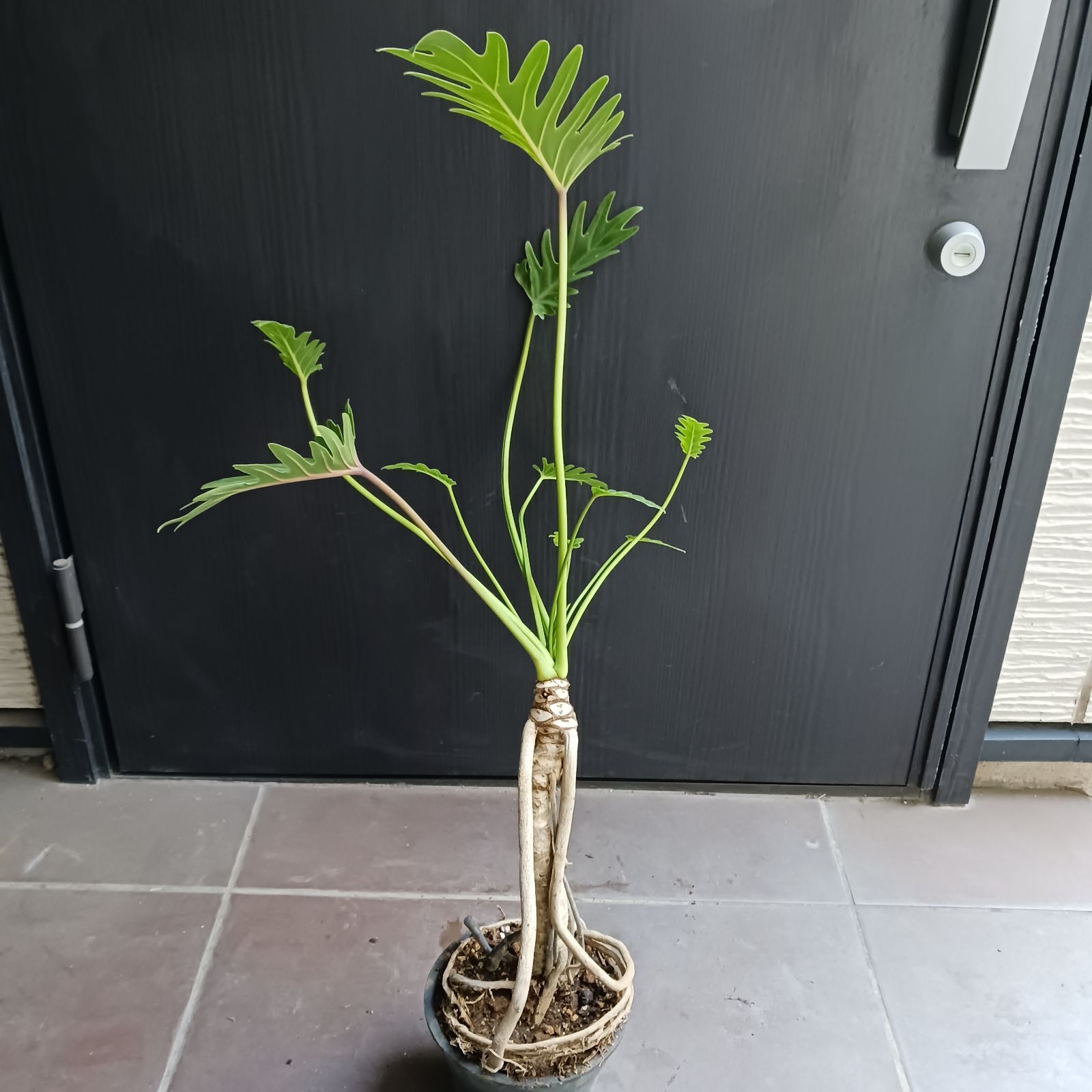 7 クッカバラ　5号　幹上がり　幹立ち　観葉植物　フィロデンドロン　ザナドゥ 7 クッカバラ 5号 幹上がり 幹立ち 観葉植物 フィロデンドロン