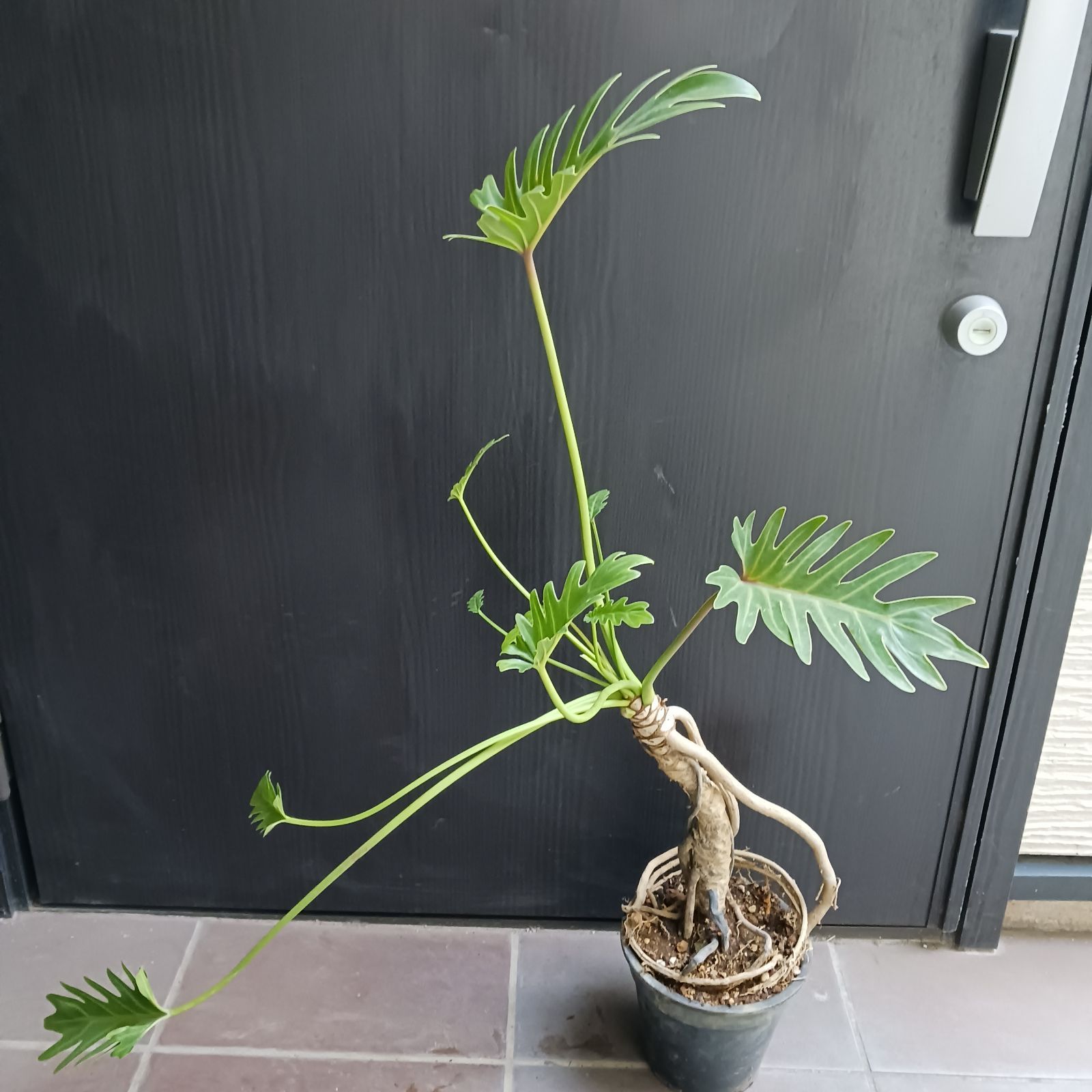 7 クッカバラ　5号　幹上がり　幹立ち　観葉植物　フィロデンドロン　ザナドゥ 7 クッカバラ 5号 幹上がり 幹立ち 観葉植物 フィロデンドロン