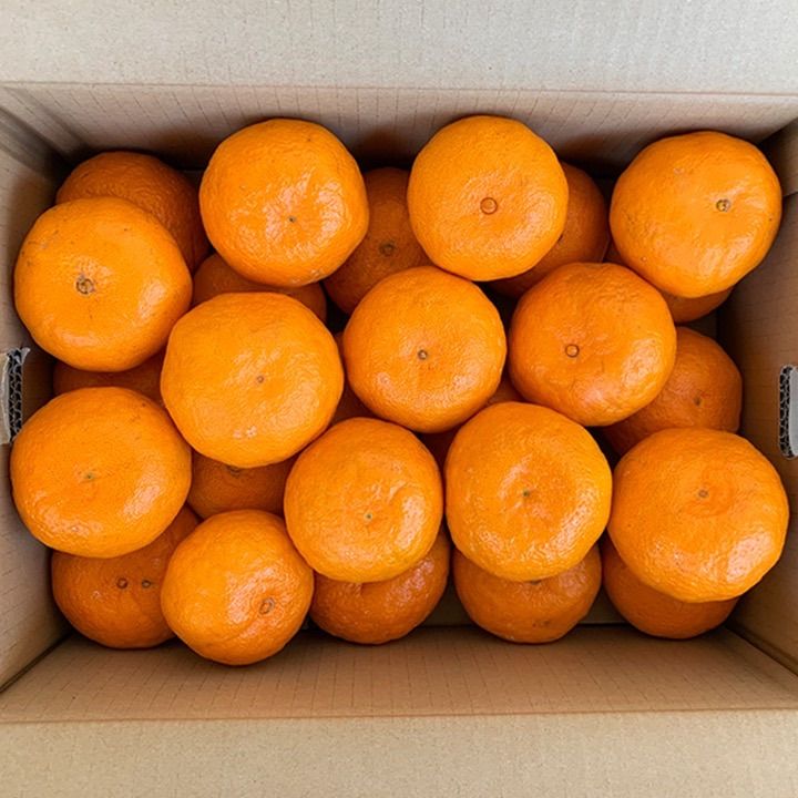 現品のみ❗️約3か月間（4か月）徹底浄化 メルカリ初出品 2025年最新