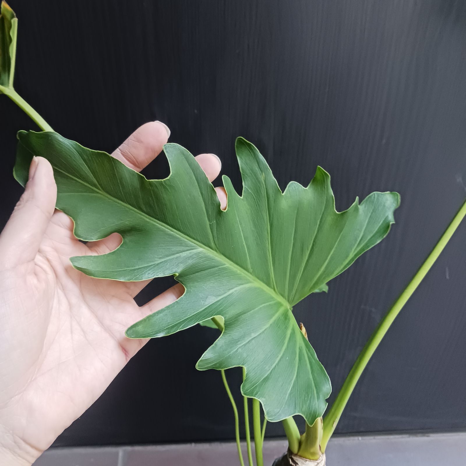 10 セローム 6号 幹上がり 幹立ち 八丈島産 - メルカリ