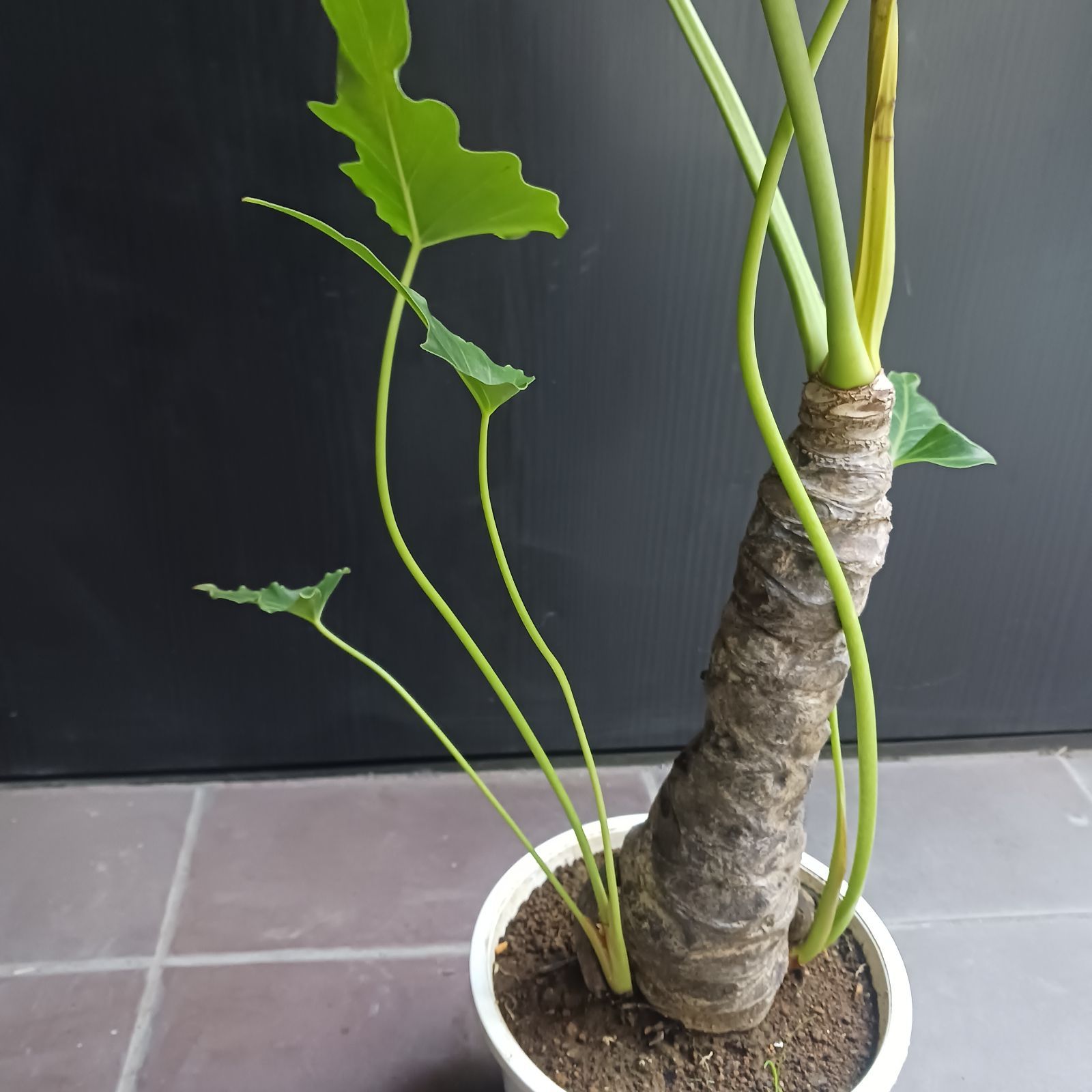 10 セローム 6号 幹上がり 幹立ち 八丈島産 - メルカリ