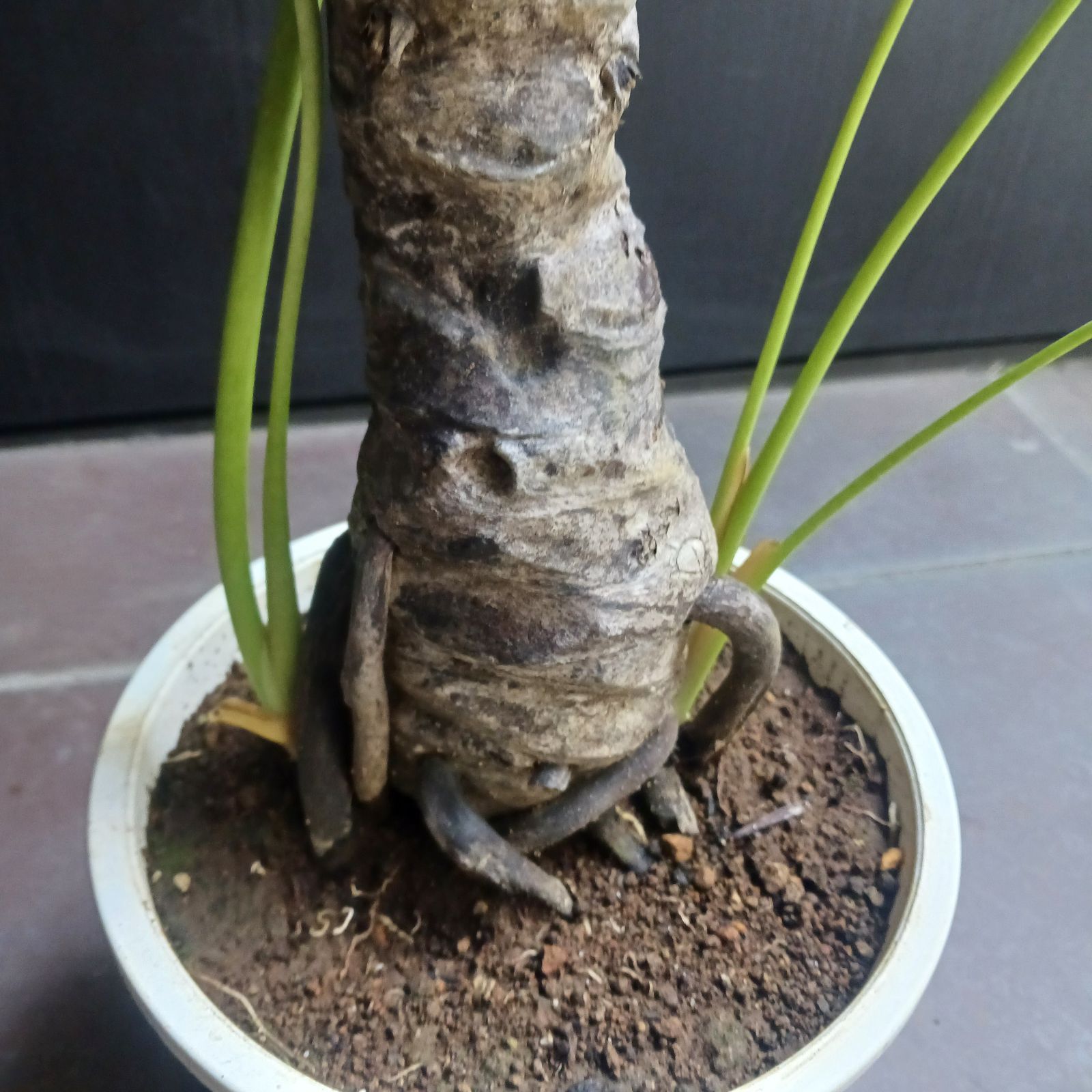 10 セローム 6号 幹上がり 幹立ち 八丈島産 - メルカリ