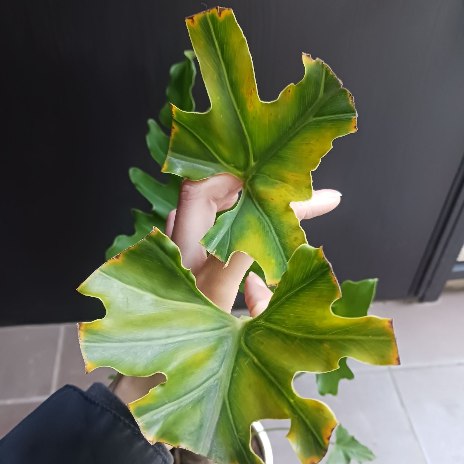 10 セローム 6号 幹上がり 幹立ち 八丈島産 - メルカリ