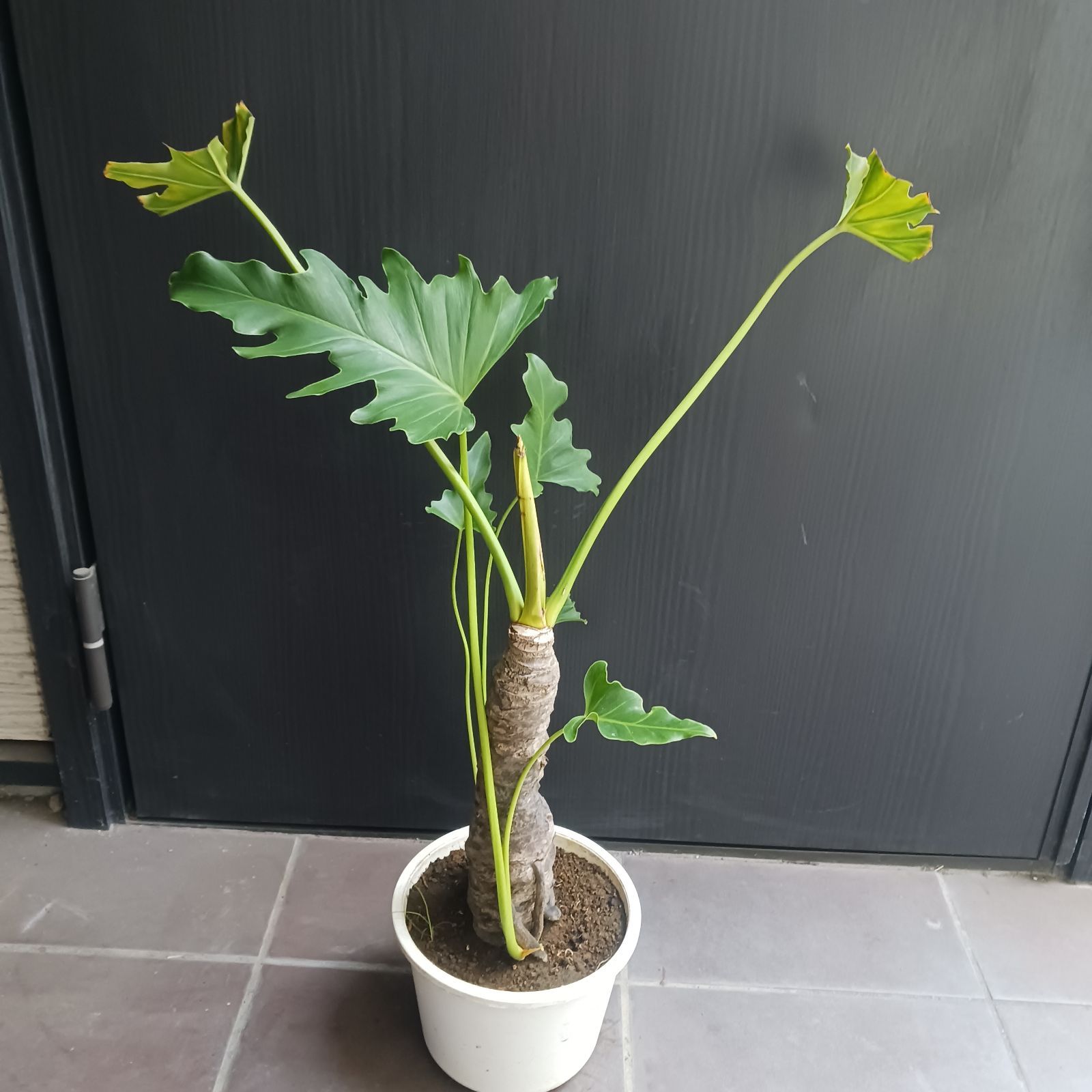 10 セローム 6号 幹上がり 幹立ち 八丈島産 - メルカリ