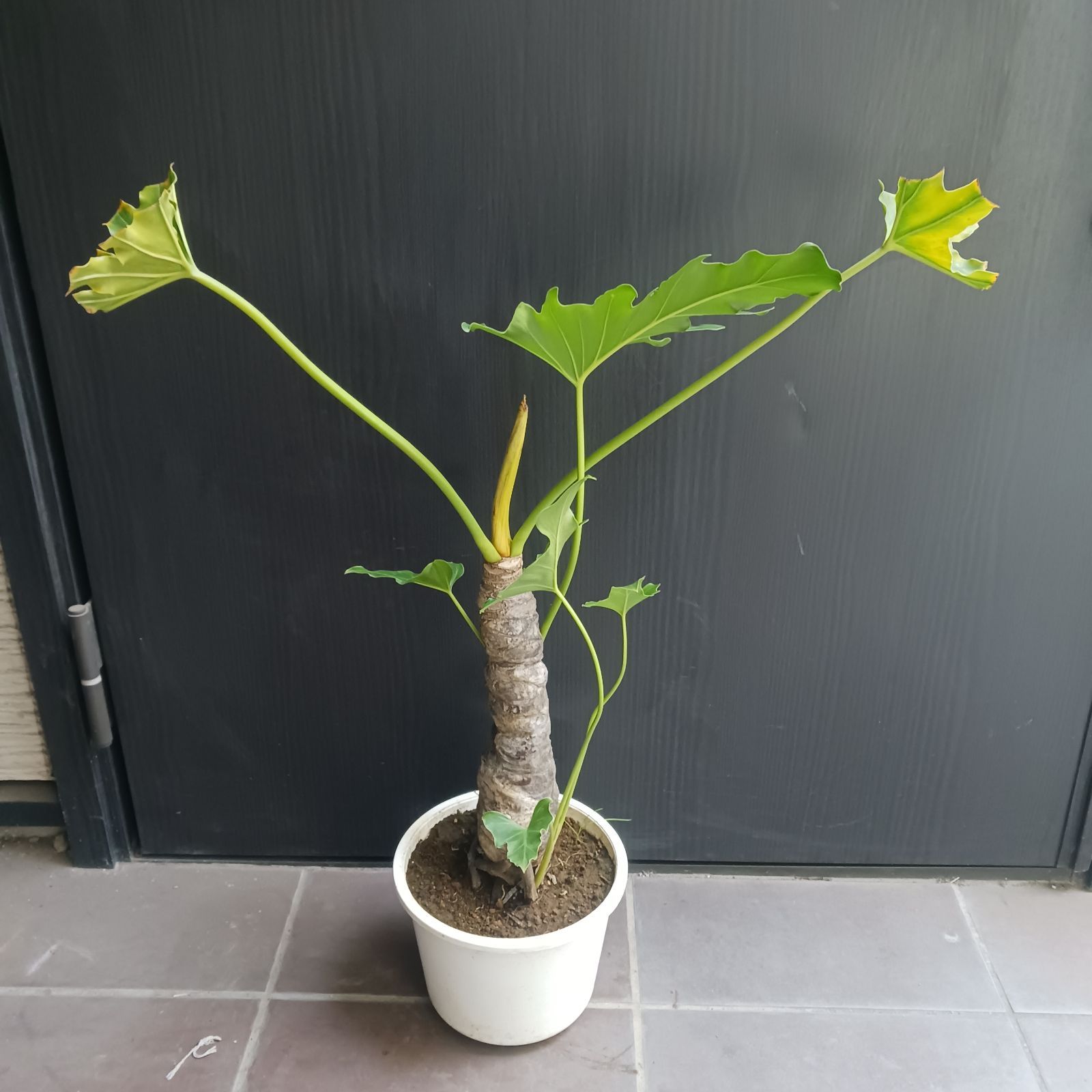 8 セローム　6号　幹立ち　幹上がり　観葉植物　フィロデンドロン　八丈島産 10 セローム 6号 幹上がり 幹立ち 八丈島産 - メルカリ