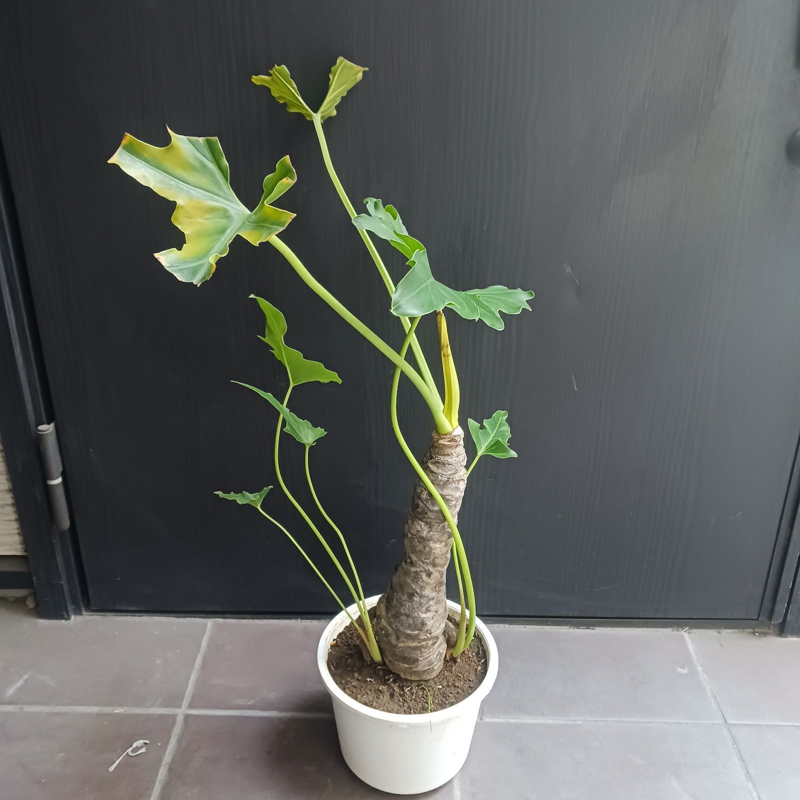 10 購入 セローム 6号 幹上がり 幹立ち 八丈島産