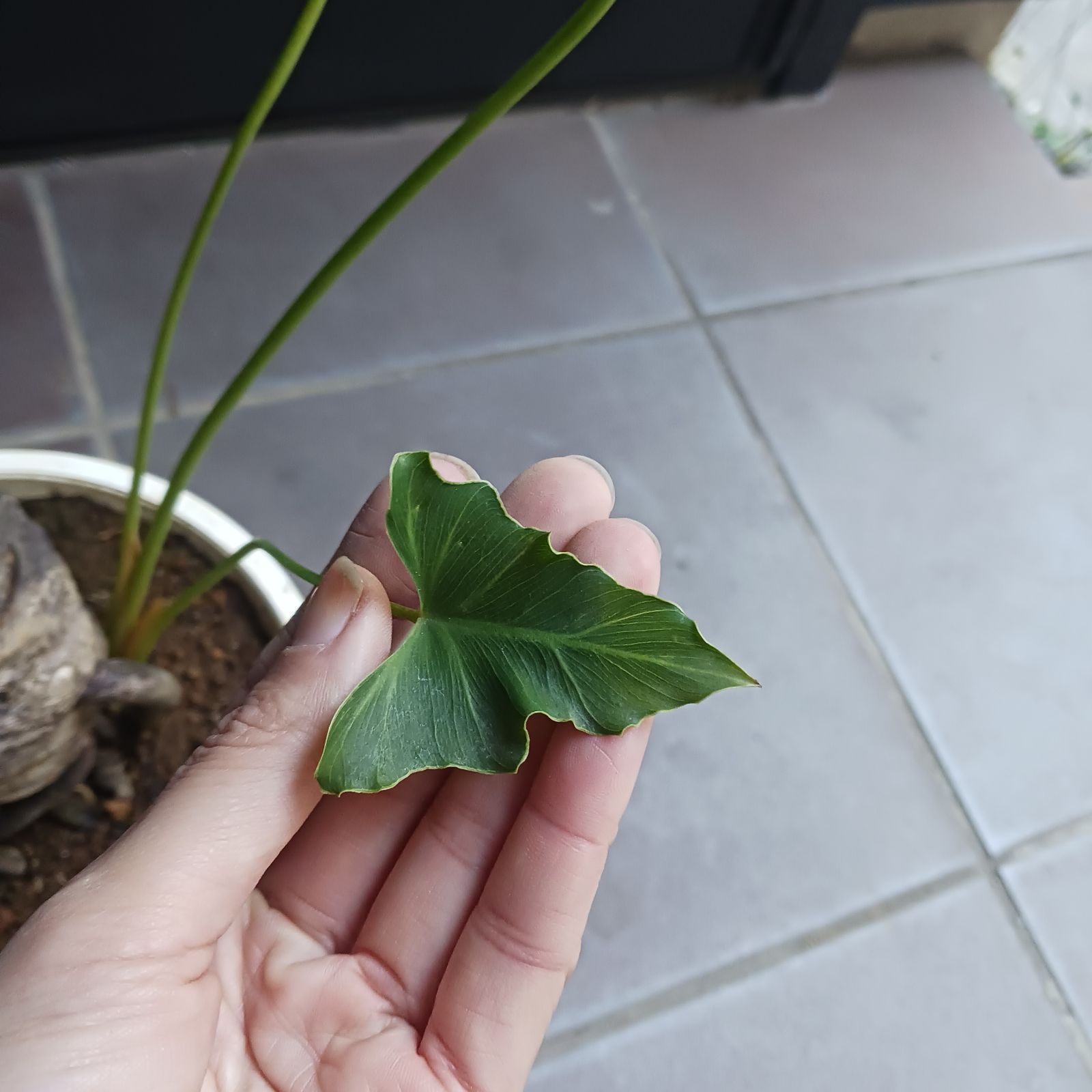 10 セローム 6号 幹上がり 幹立ち 八丈島産 - メルカリ