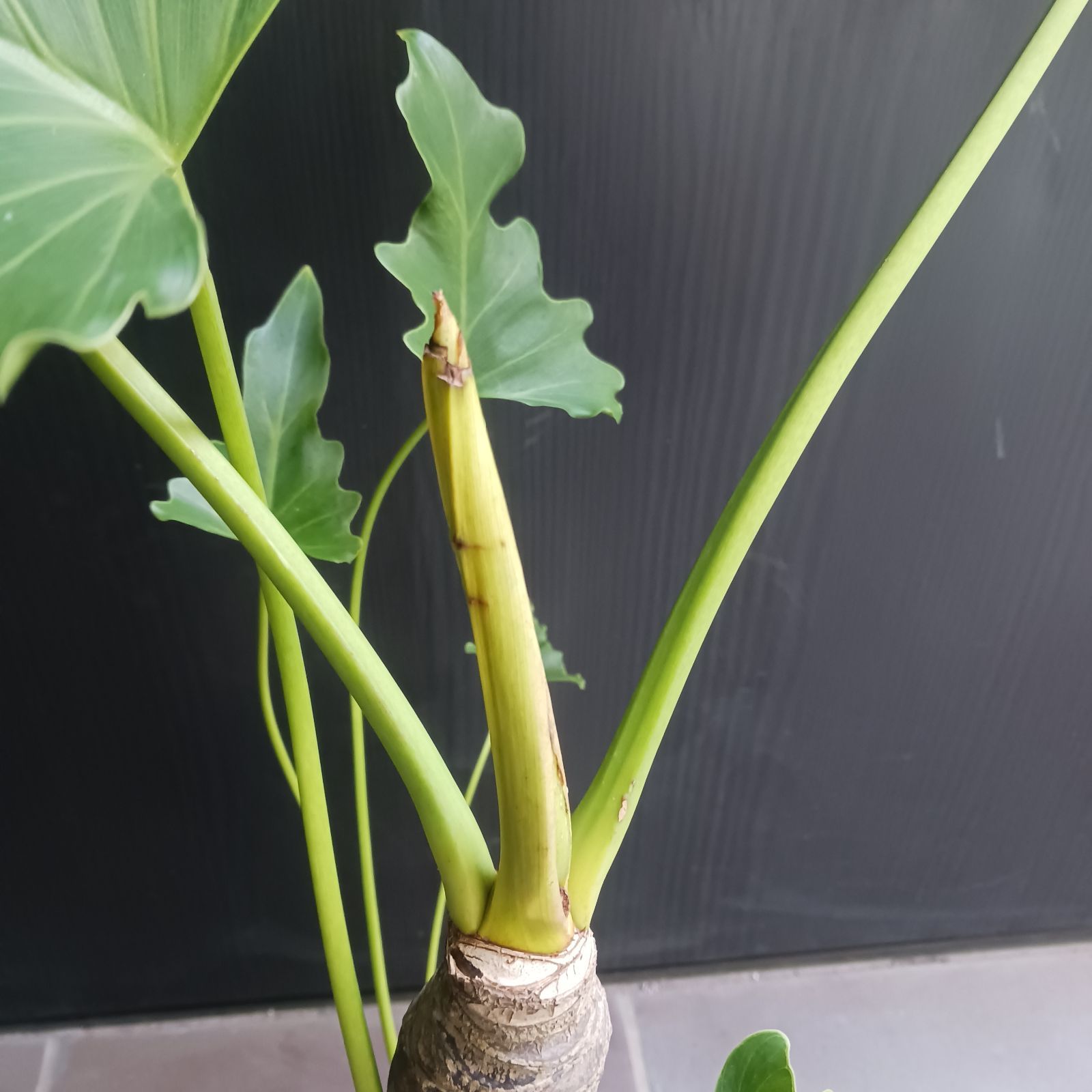 8 セローム　6号　幹立ち　幹上がり　観葉植物　フィロデンドロン　八丈島産 10 セローム 6号 幹上がり 幹立ち 八丈島産 - メルカリ