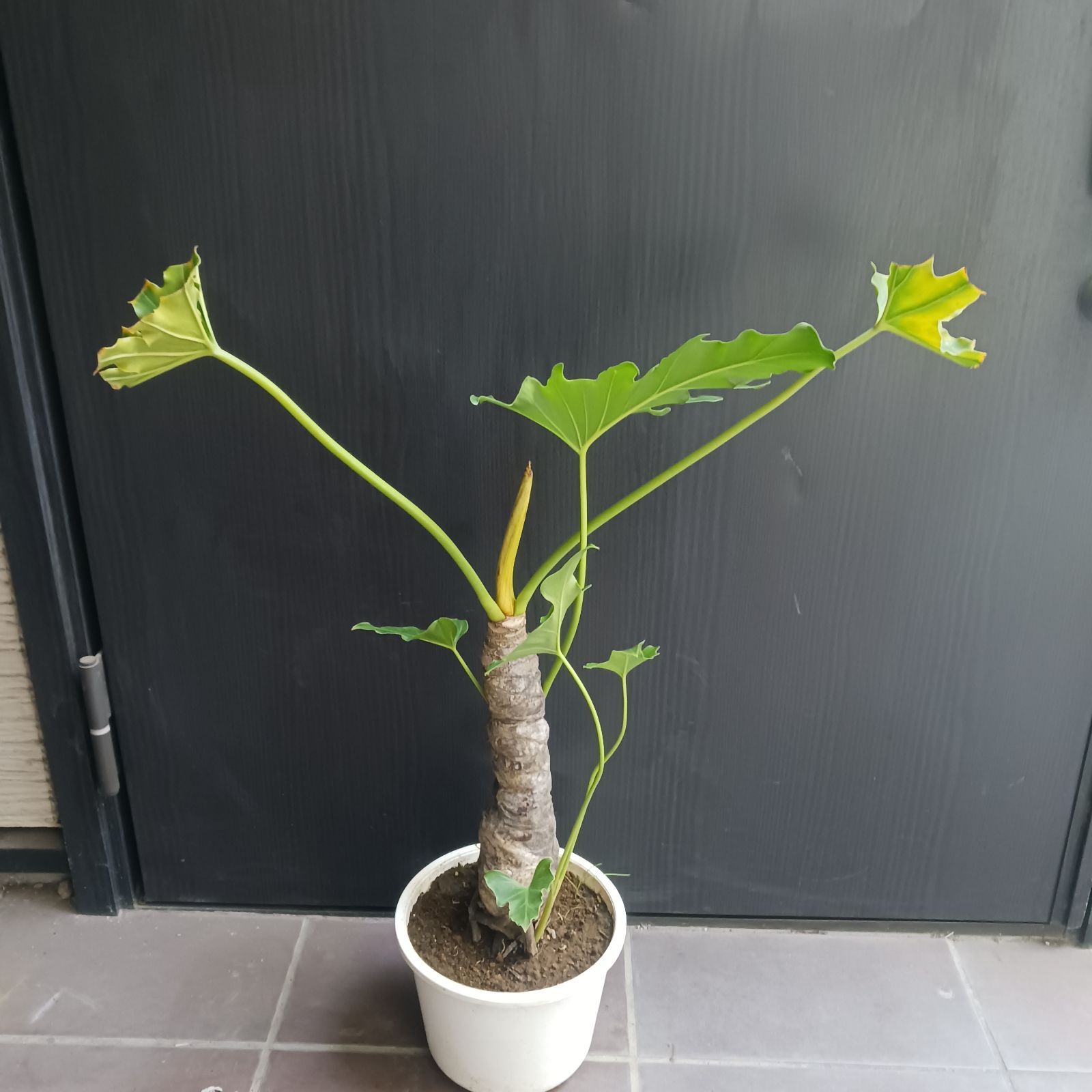 10 購入 セローム 6号 幹上がり 幹立ち 八丈島産