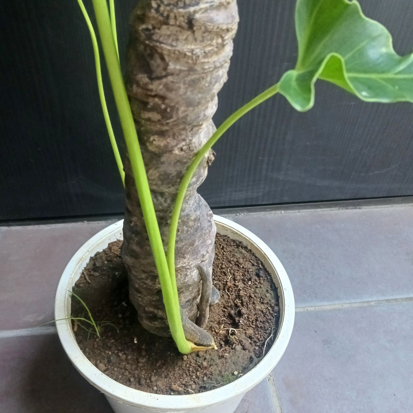 10 セローム 6号 幹上がり 幹立ち 八丈島産 - メルカリ