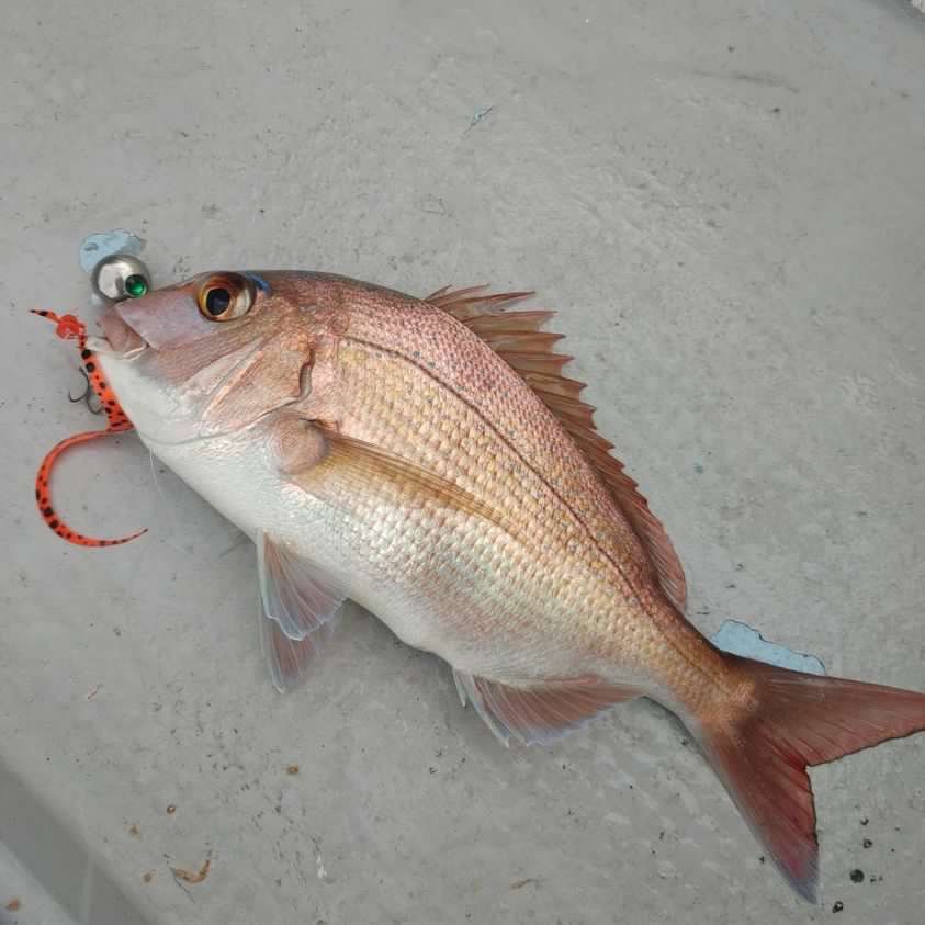 タイラバ 鯛ラバヘッド タングステン 鯛ラバ 丸型30g5個 ネクタイ送料