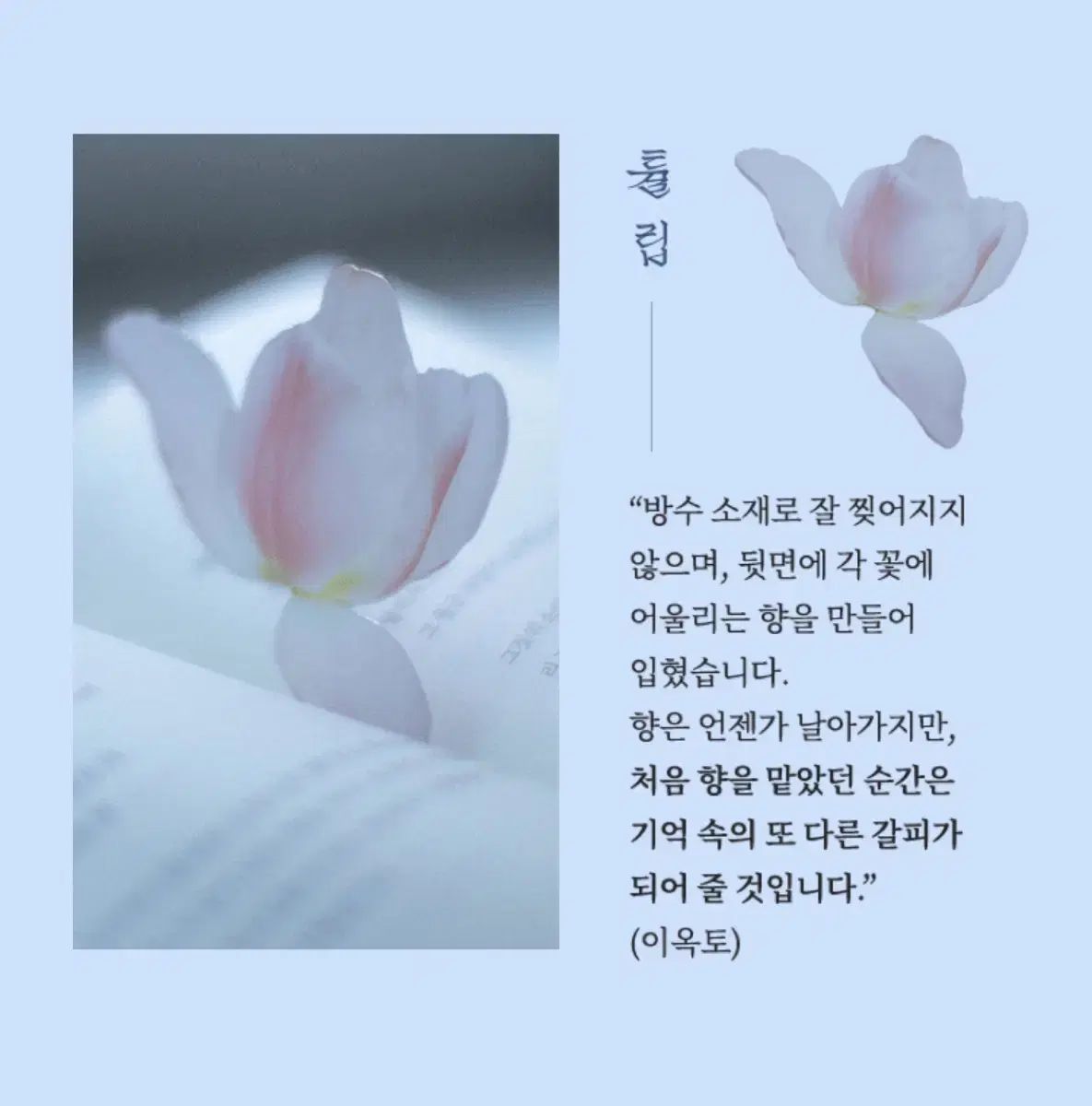 イオクト チューリップ しおり モデル 教保文庫 コラボ