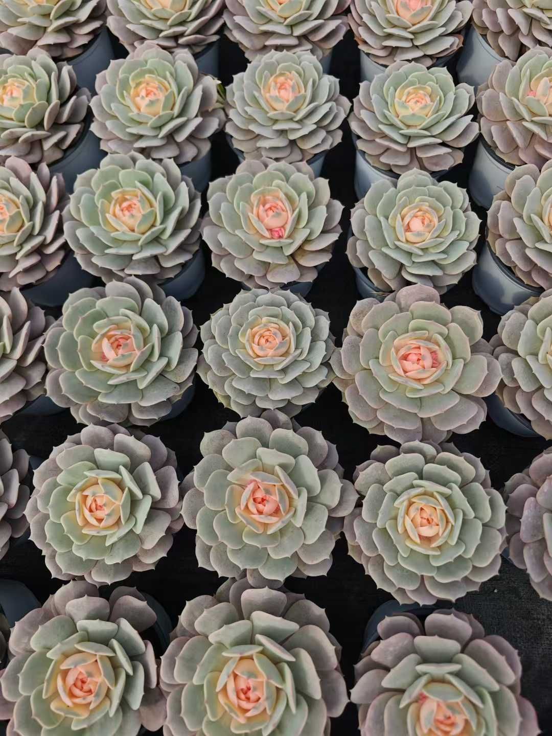 Z64×24鉢 フェンディエヤオニシキ 土鉢付き 多肉植物 アエオニウム