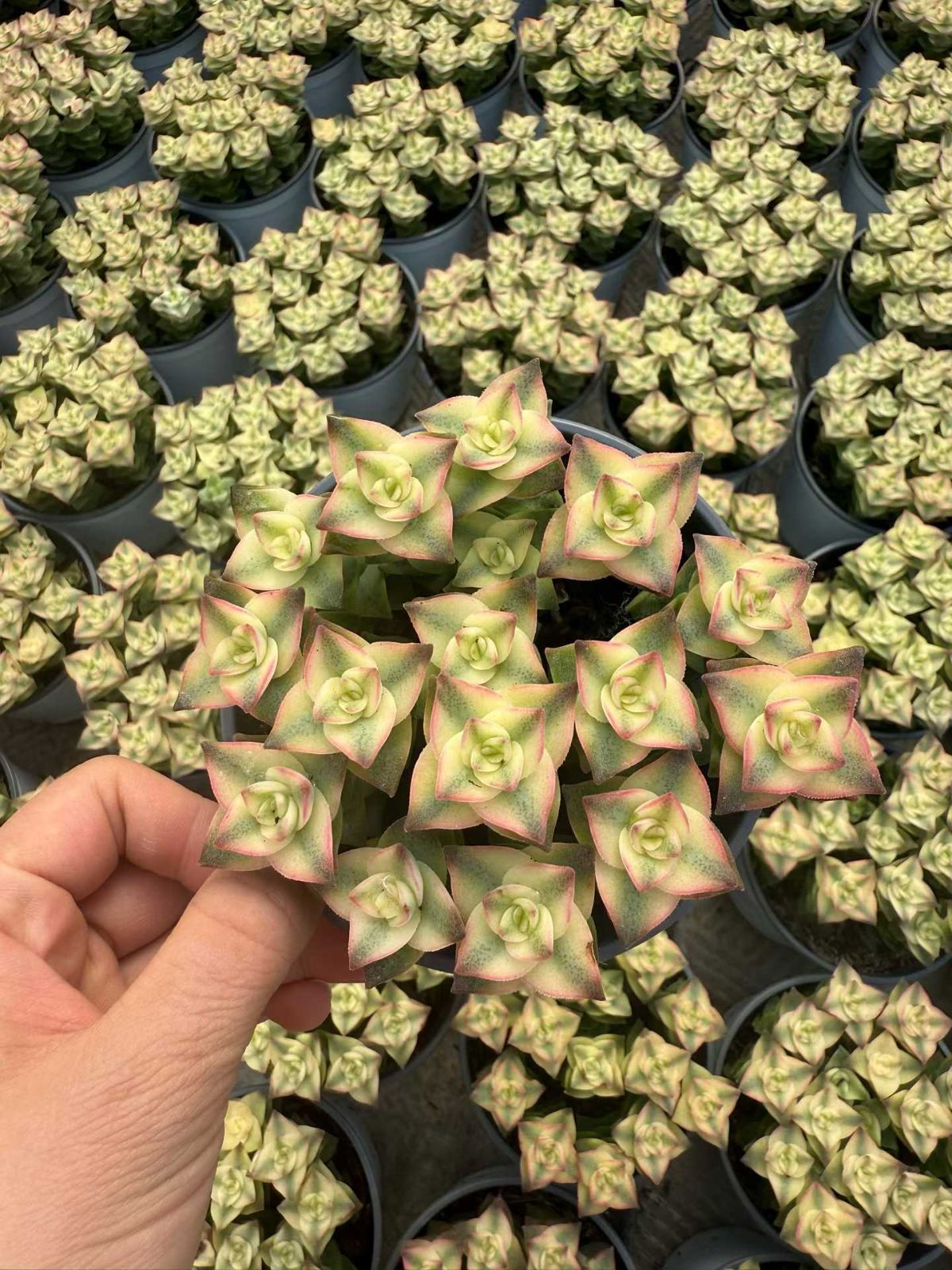 Z 鉢 ジュウジボシニシキ 土鉢付き 多肉植物 アエオニウム エケベリア サボテン 韓国苗