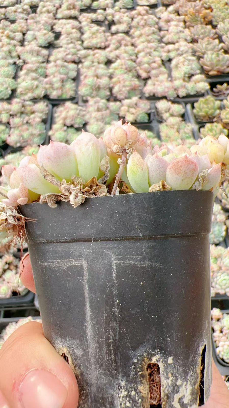 Z82×32鉢 シャオホンイー 土鉢付き 多肉植物 アエオニウム エケベリア