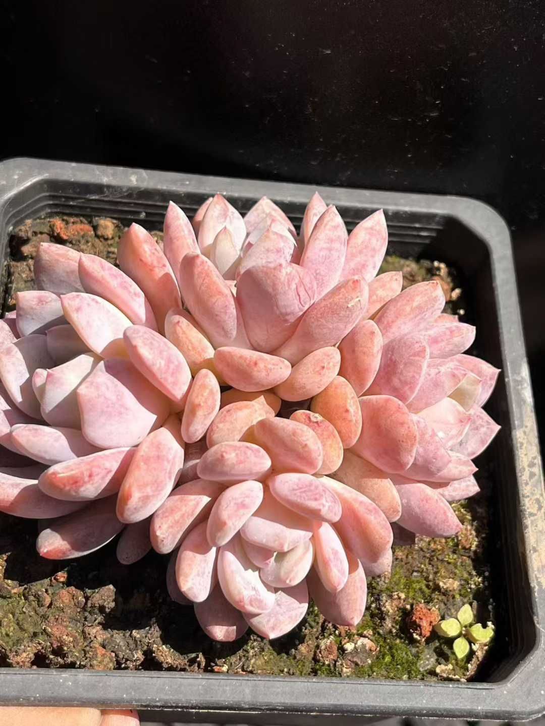 Z67×24株 コリアンオレンジ・グンセイ 抜き苗 多肉植物 アエオニウム