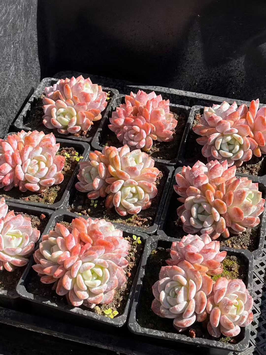 Z67×24株 コリアンオレンジ・グンセイ 抜き苗 多肉植物 アエオニウム