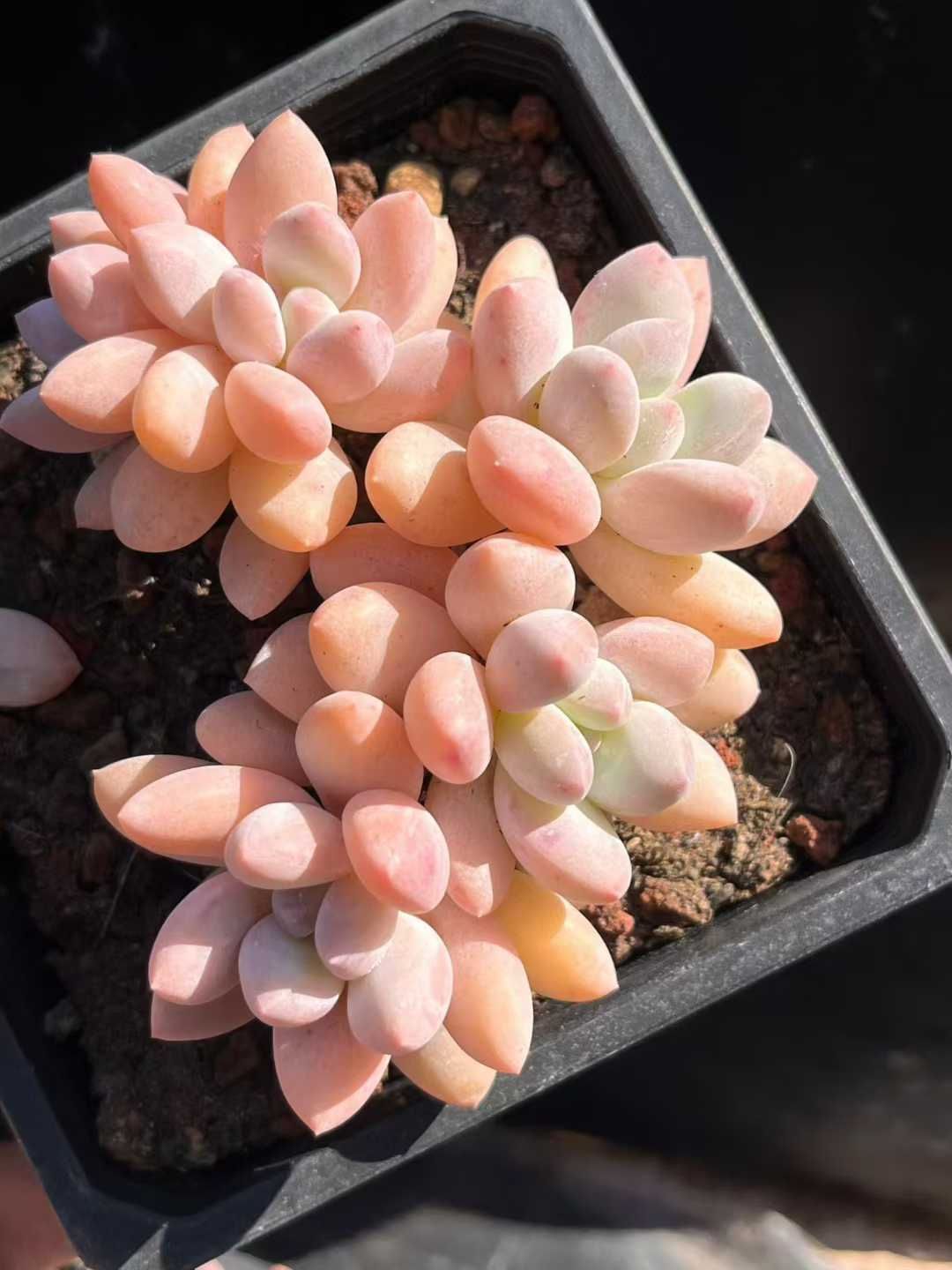 Z 68 24株 パフューム グンセイ 抜き苗 多肉植物 アエオニウム エケベリア サボテン 韓国苗