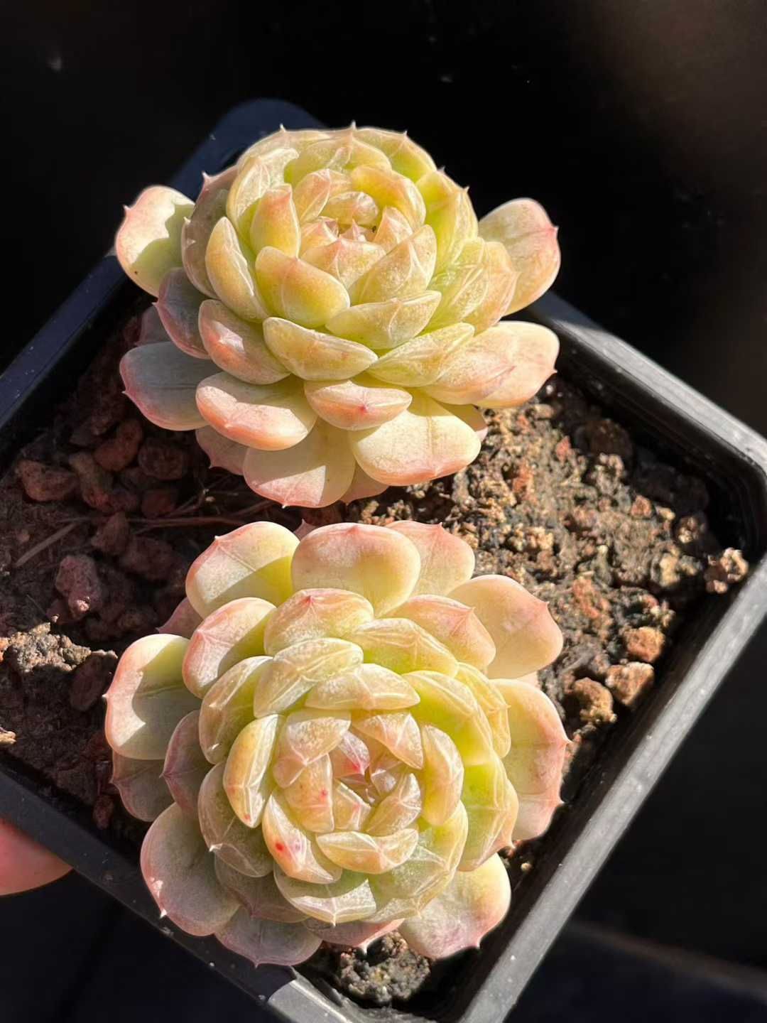 Z 69 24株 ホワイトラバー ロウジュ ダブルヘッド 抜き苗 多肉植物 アエオニウム エケベリア サボテン 韓国苗