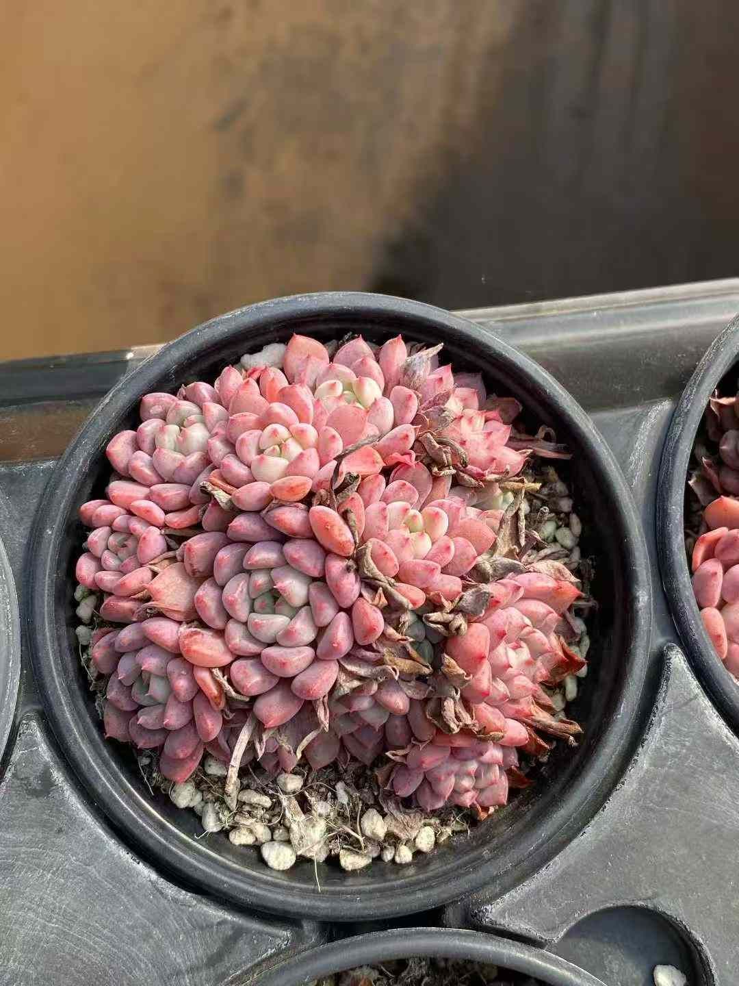 Z 71 24株 キュートバブル 抜き苗 多肉植物 アエオニウム エケベリア サボテン 韓国苗