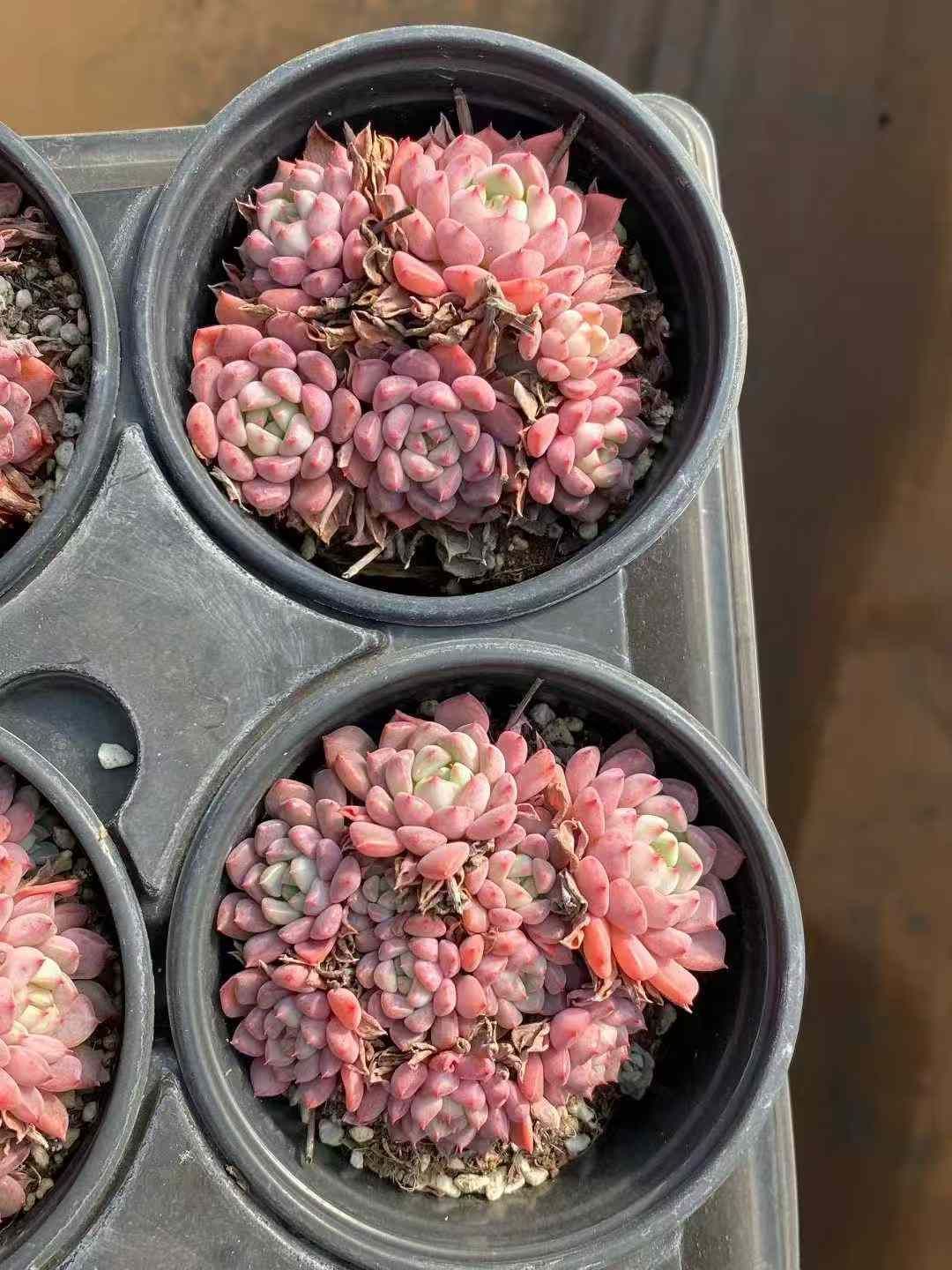 Z 株 キュートバブル 抜き苗 多肉植物 アエオニウム エケベリア サボテン 韓国苗