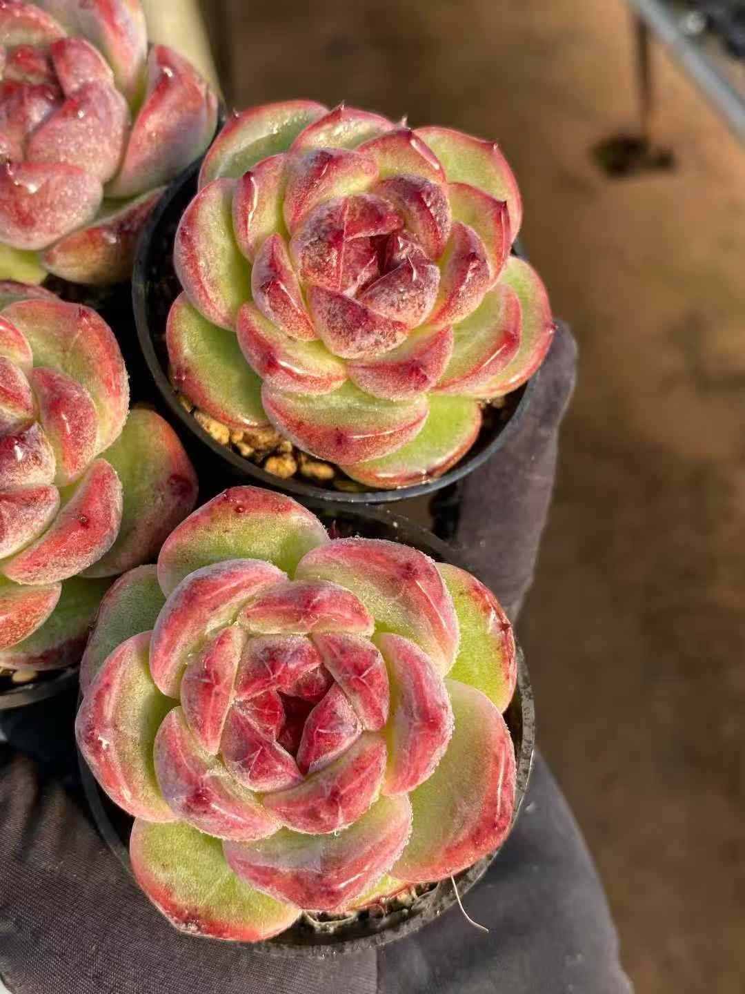 Z 株 ズイビ 抜き苗 多肉植物 アエオニウム エケベリア サボテン 韓国苗