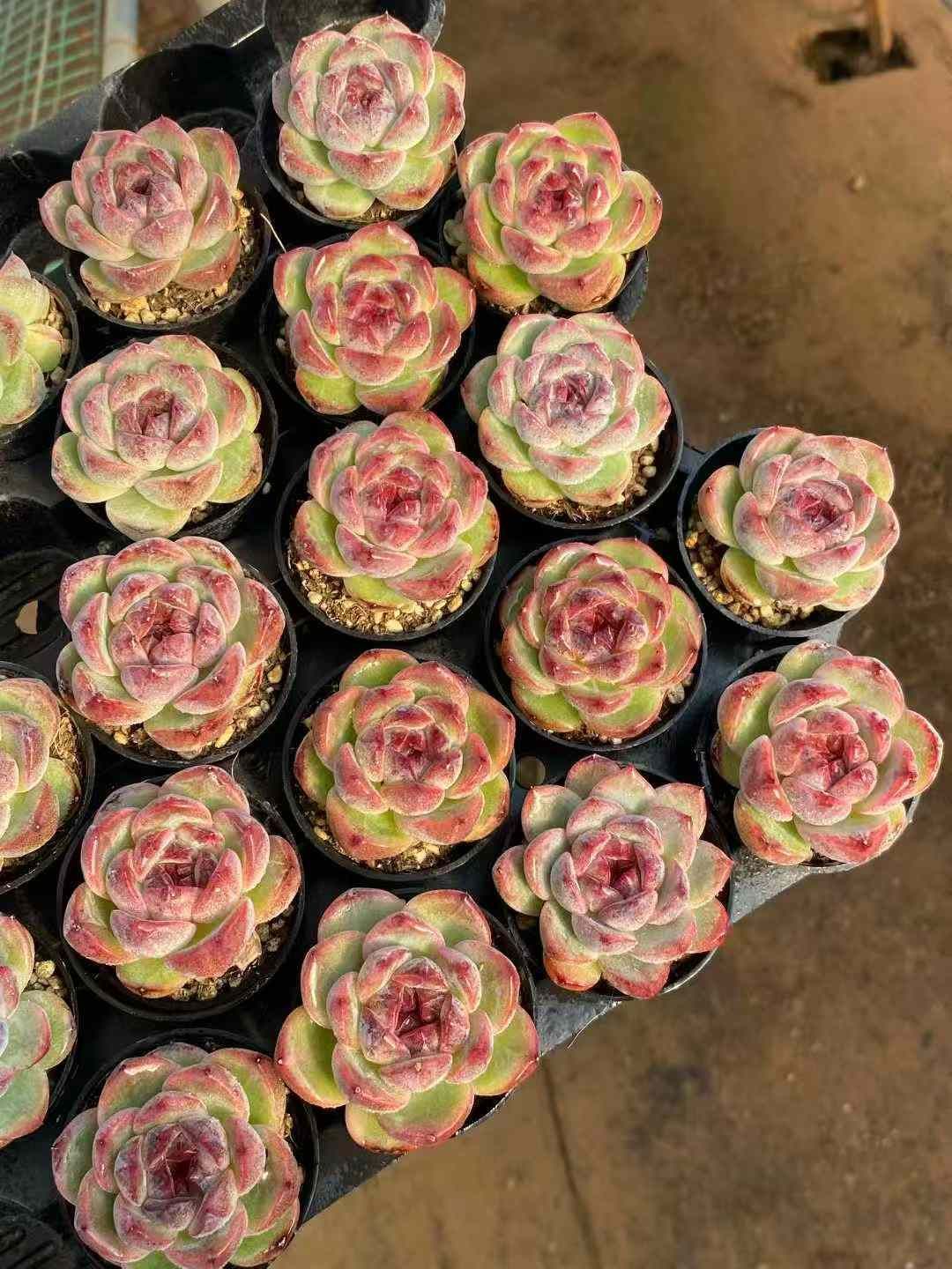 Z 72 54株 ズイビ 抜き苗 多肉植物 アエオニウム エケベリア サボテン 韓国苗 その他多肉植物 観葉植物 フラワー ガーデニング