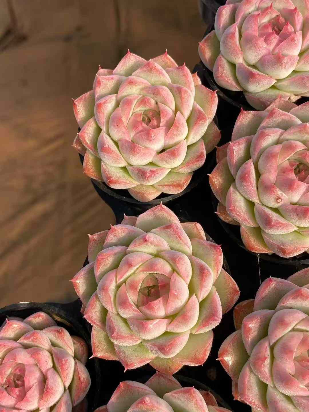 Z 73 54株 ピーチスモーク クイーン 抜き苗 多肉植物 アエオニウム エケベリア サボテン 韓国苗