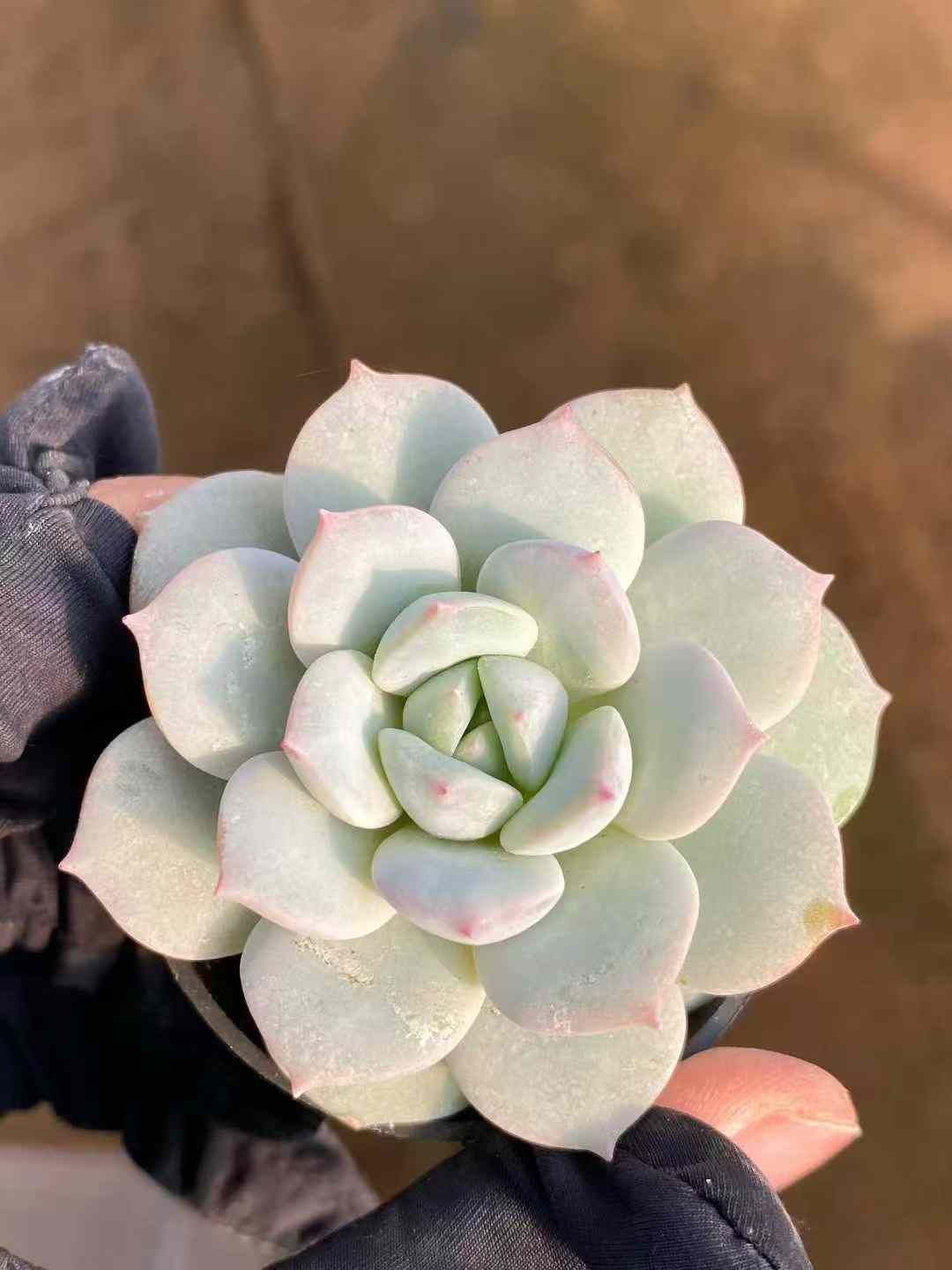 Z74×54株 24K7 抜き苗 多肉植物 アエオニウム エケベリア サボテン