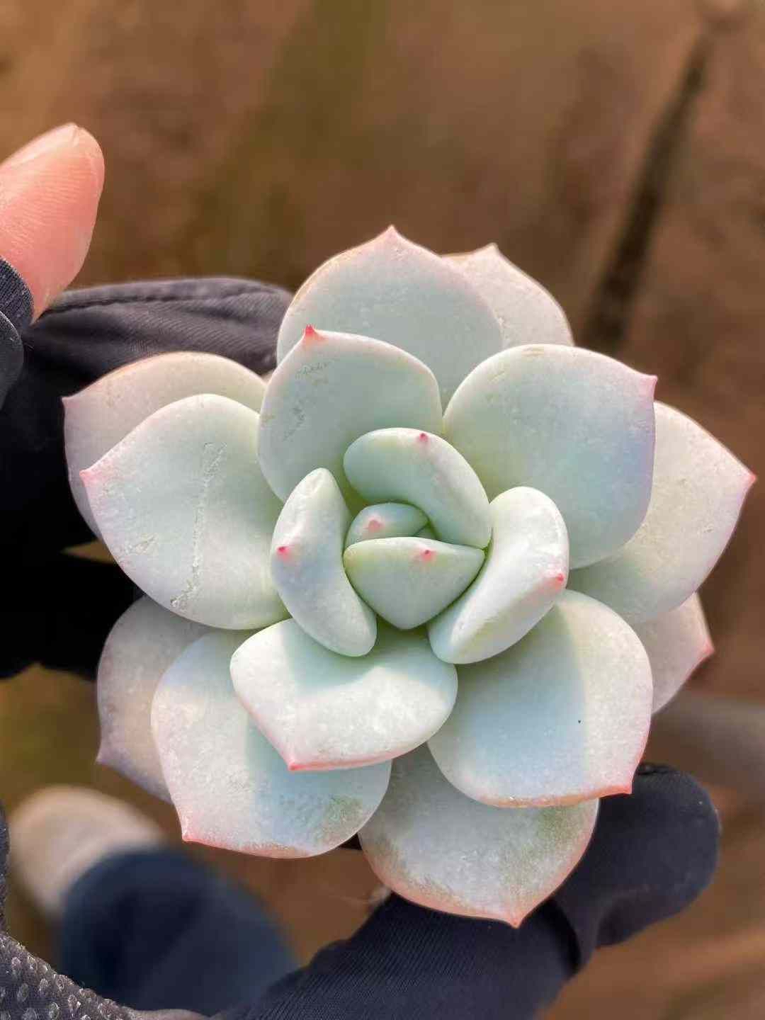 Z74×54株 24K7 抜き苗 多肉植物 アエオニウム エケベリア サボテン