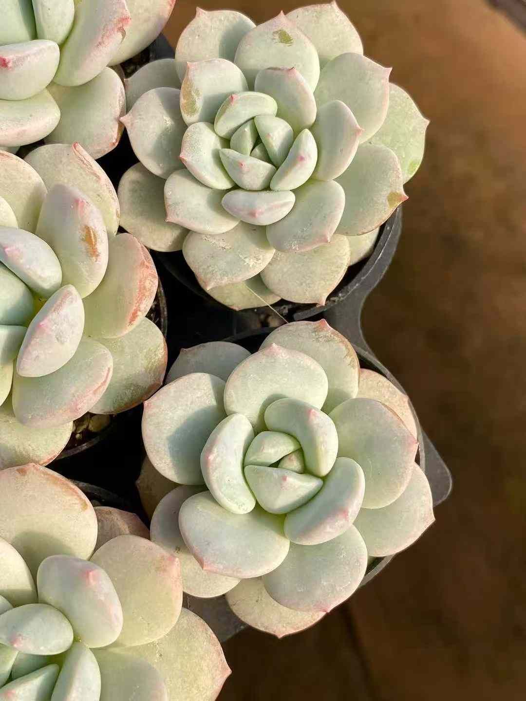 Z74×54株 24K7 抜き苗 多肉植物 アエオニウム エケベリア サボテン