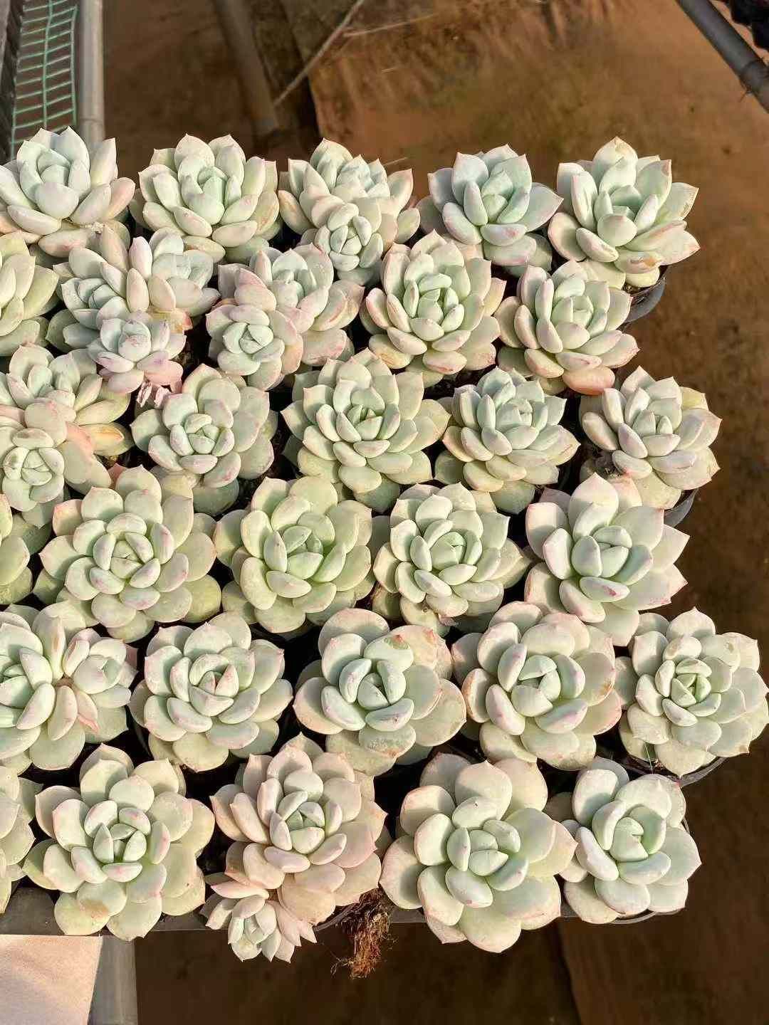 Z74×54株 24K7 抜き苗 多肉植物 アエオニウム エケベリア サボテン