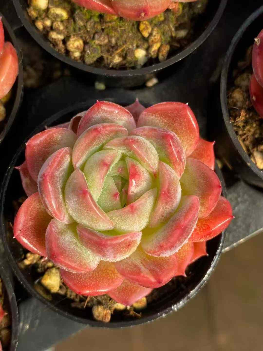 Z 株 23 M 83 抜き苗 多肉植物 アエオニウム エケベリア サボテン 韓国苗