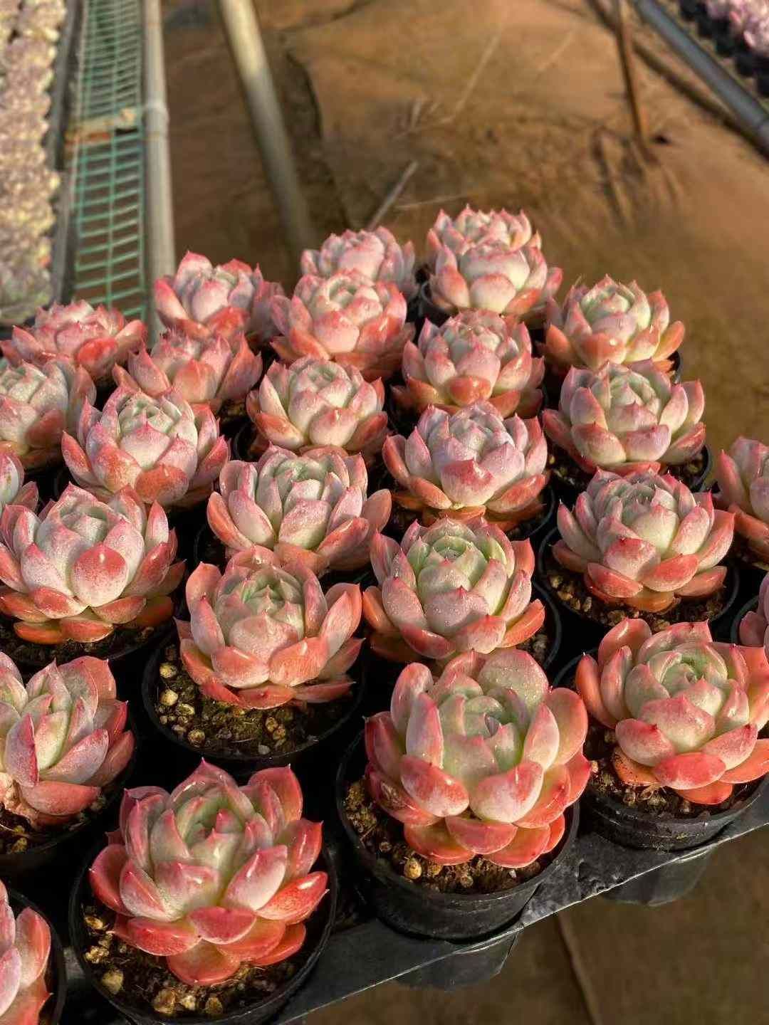 抜き苗 多肉植物