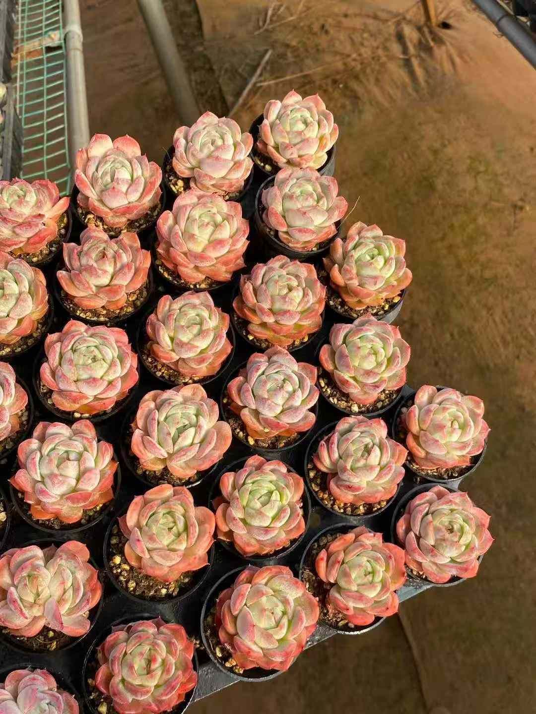  Z 75 54株 23 M 83 抜き苗 多肉植物 アエオニウム エケベリア サボテン 韓国苗 その他多肉植物 観葉植物