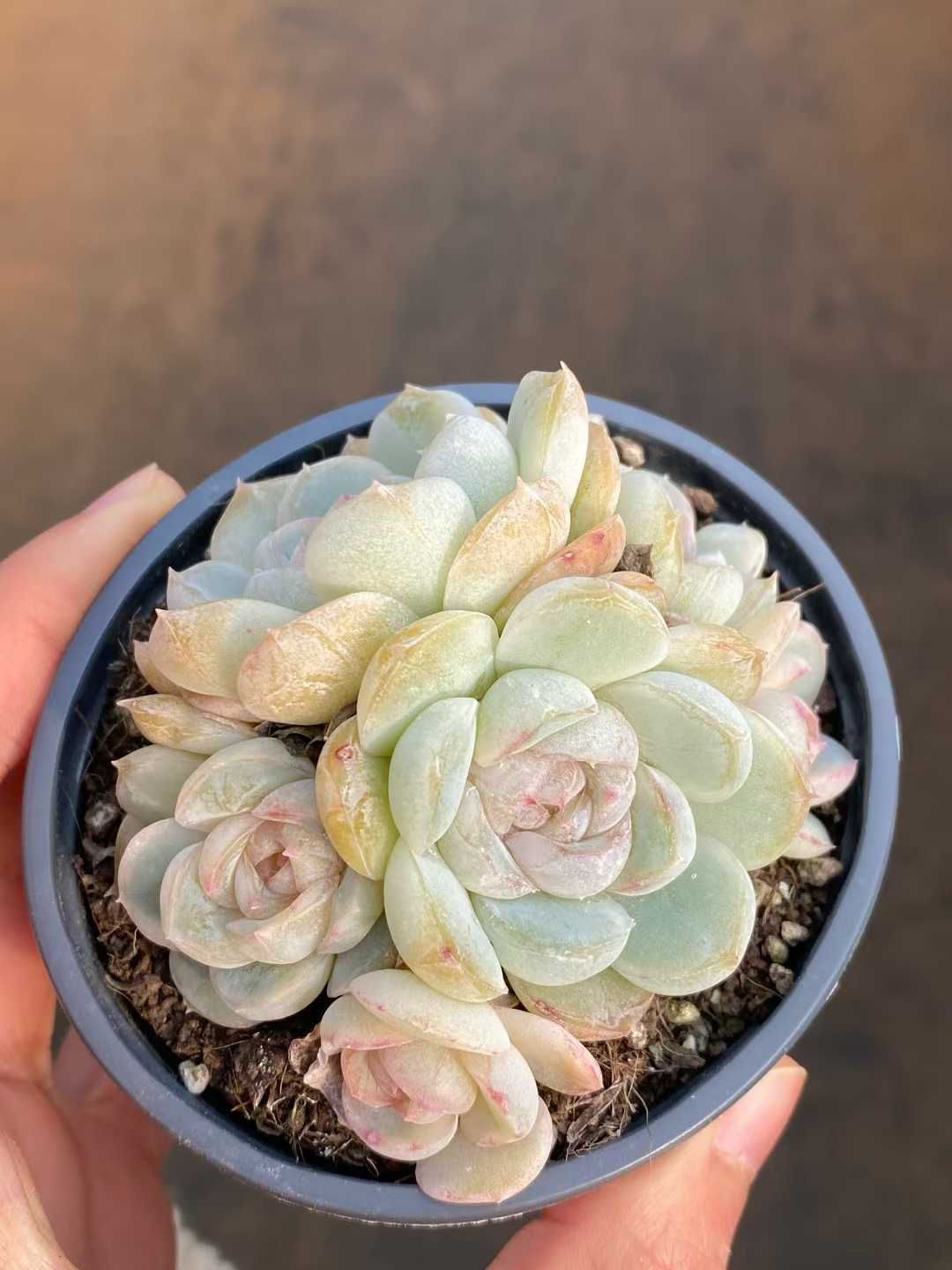 Z 株 マキアート 抜き苗 多肉植物 アエオニウム エケベリア サボテン 韓国苗