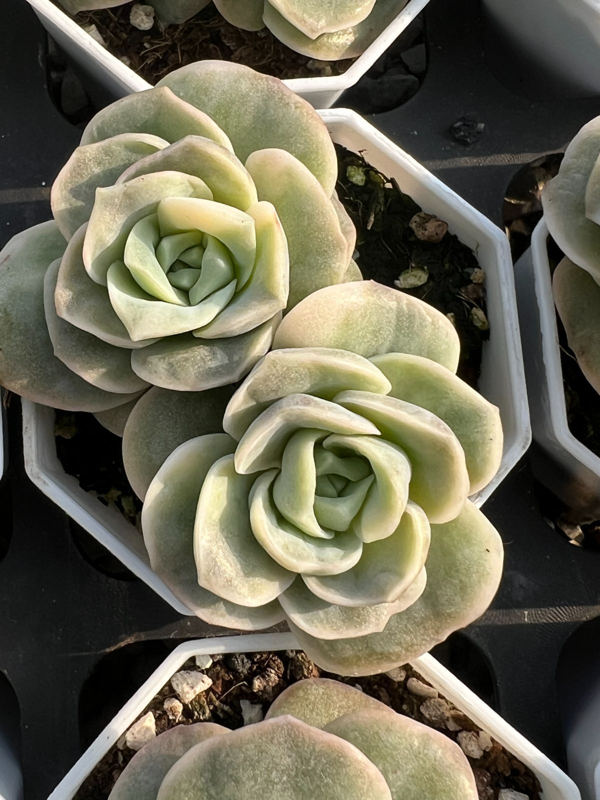 Z79×24株 キュートローズニシキ 抜き苗 多肉植物 アエオニウム