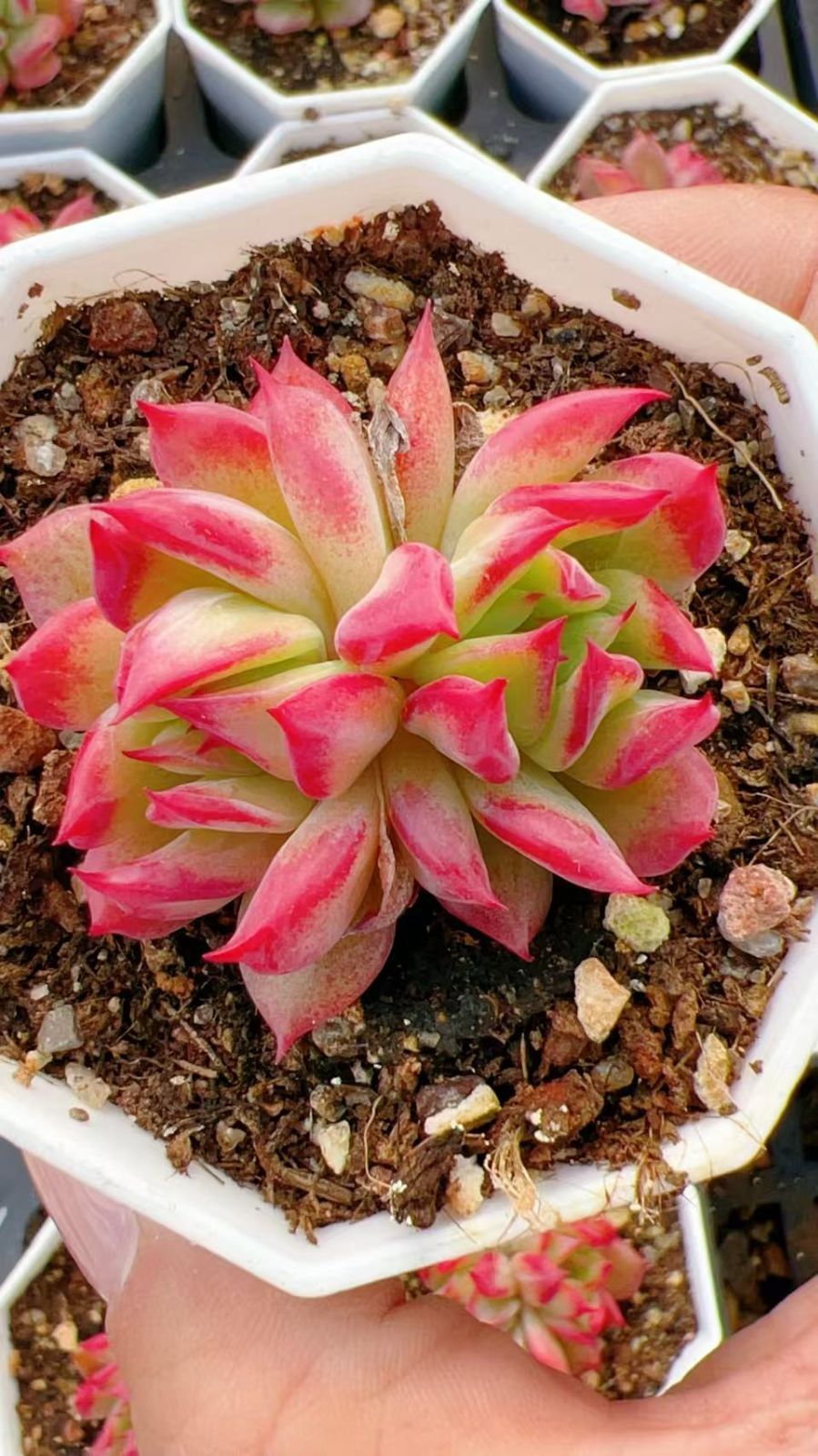 Z 80 12株 レイロウセンシ 抜き苗 多肉植物 アエオニウム エケベリア サボテン 韓国苗