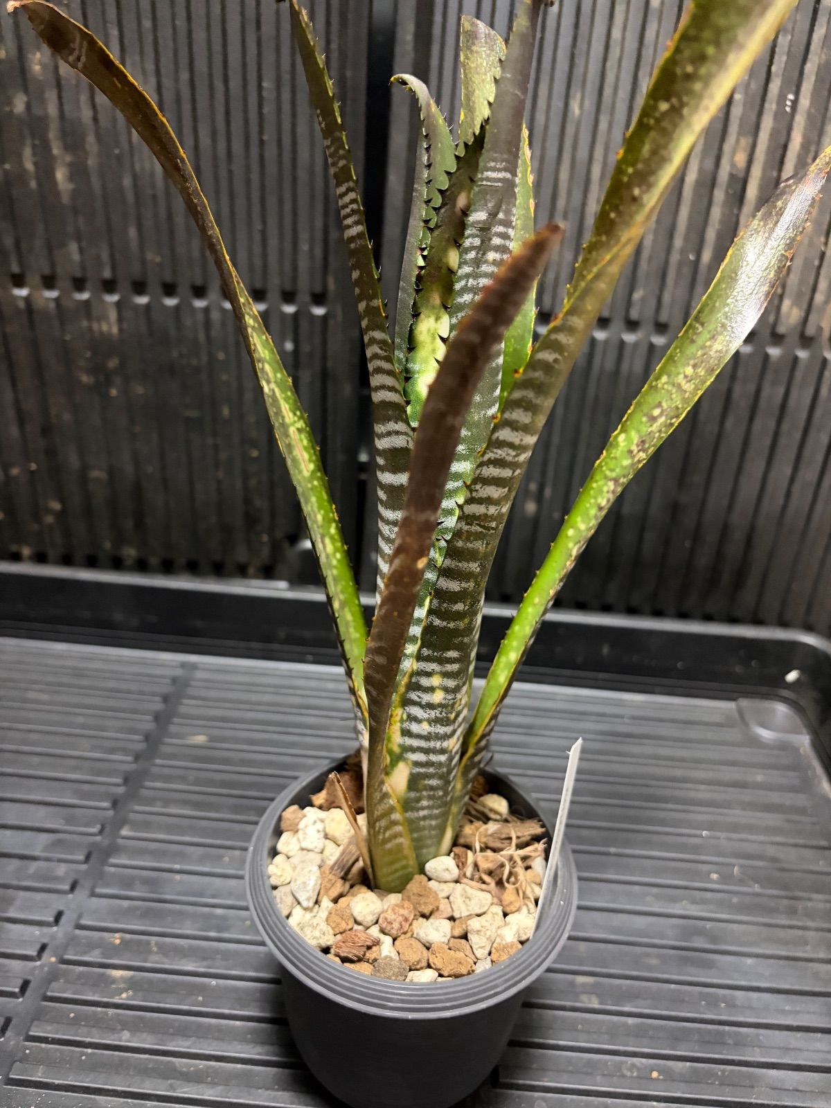 Xmasセール ビルベルギア Billbergia vittata 'Domingos Martins