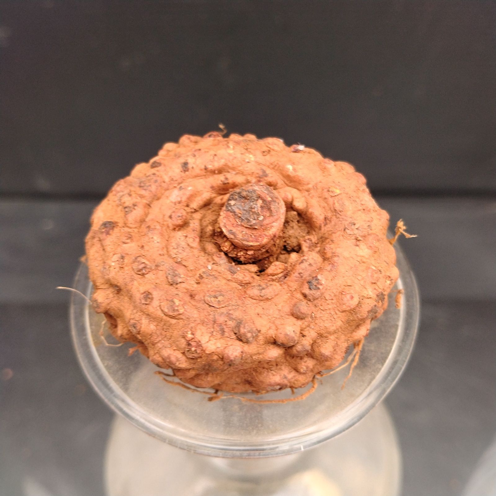 I016【最新到着】Dorstenia エレンベッキアナ（現地球・抜き苗）【塊根