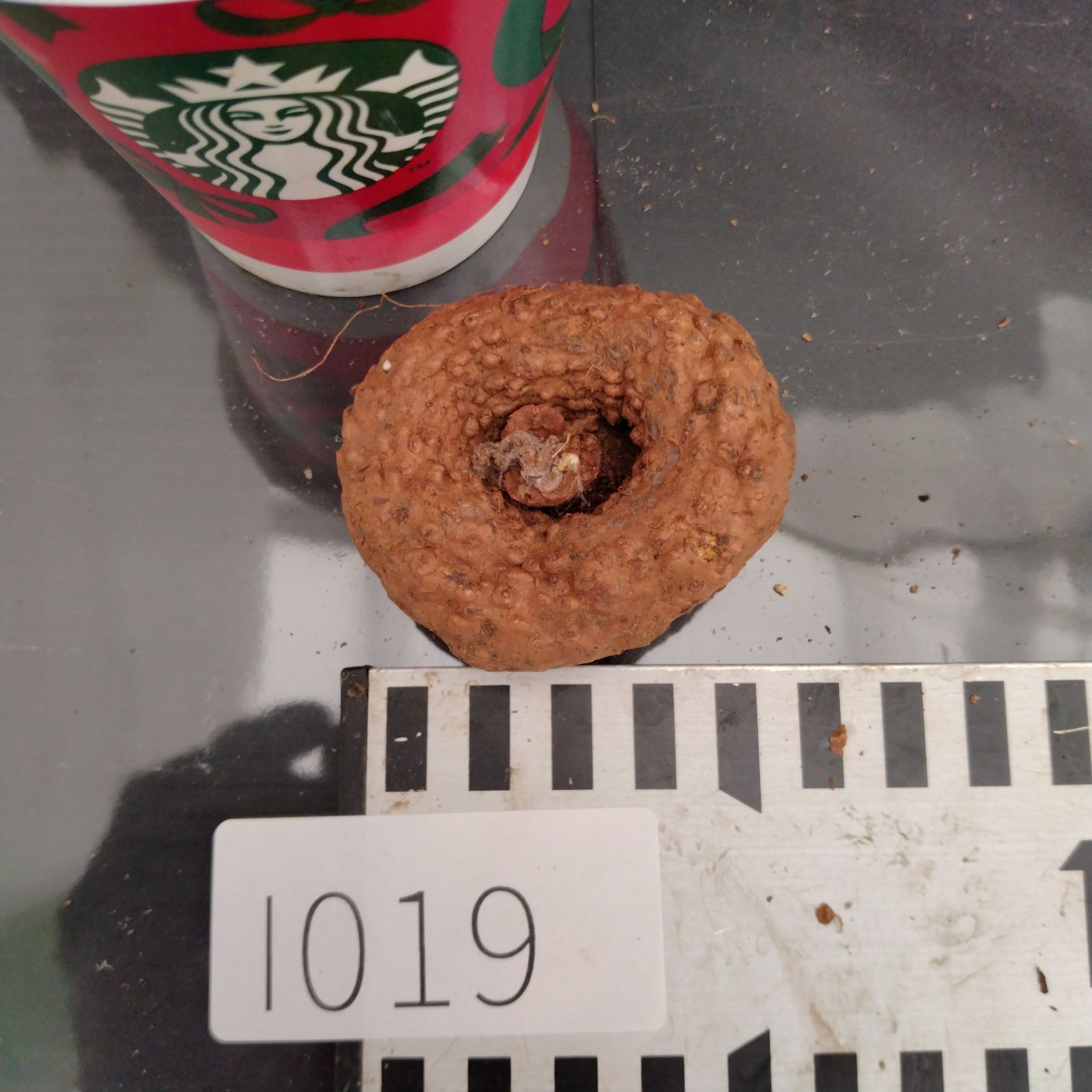 I019【最新到着】Dorstenia エレンベッキアナ（現地球・抜き苗）【塊根