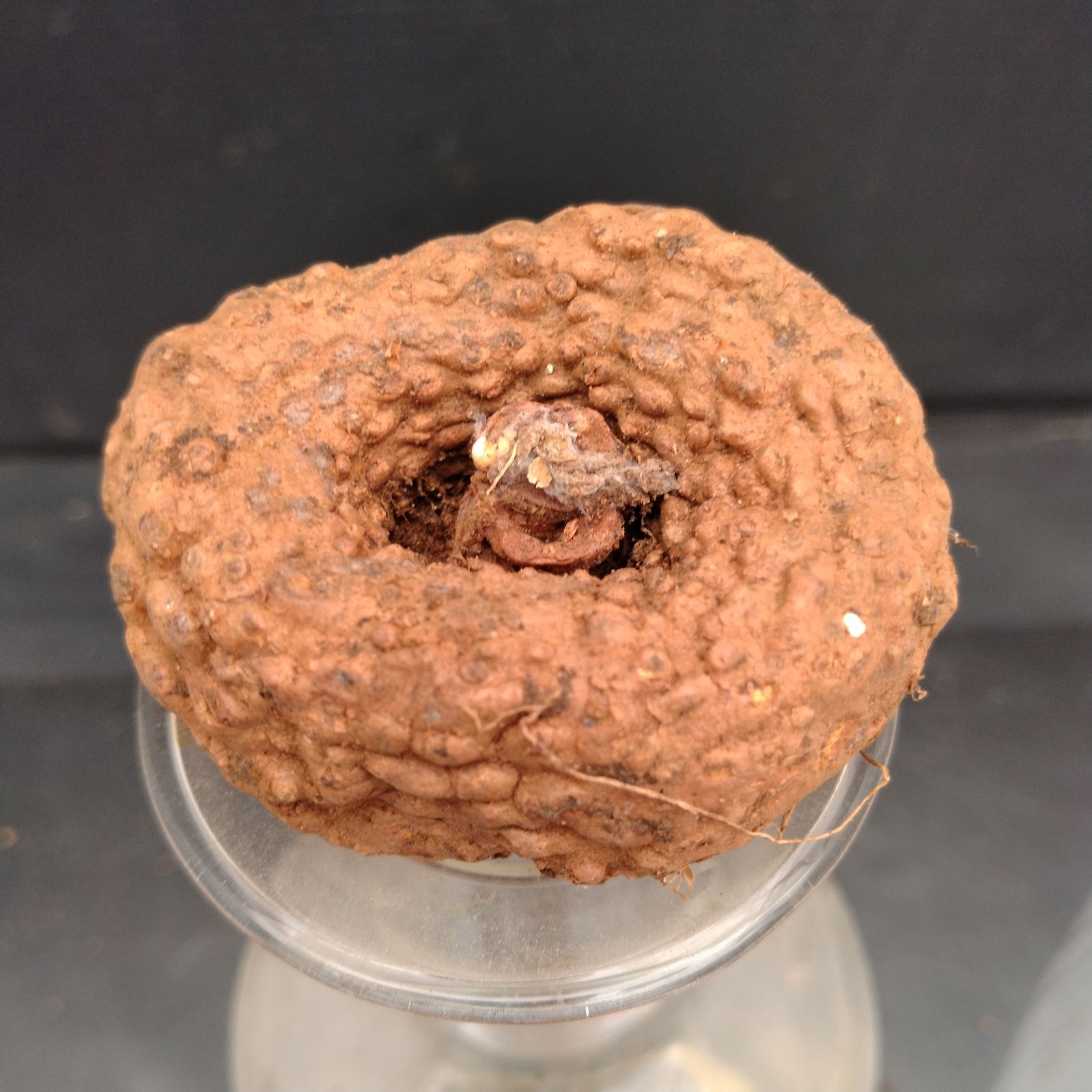 I019【最新到着】Dorstenia エレンベッキアナ（現地球・抜き苗）【塊根