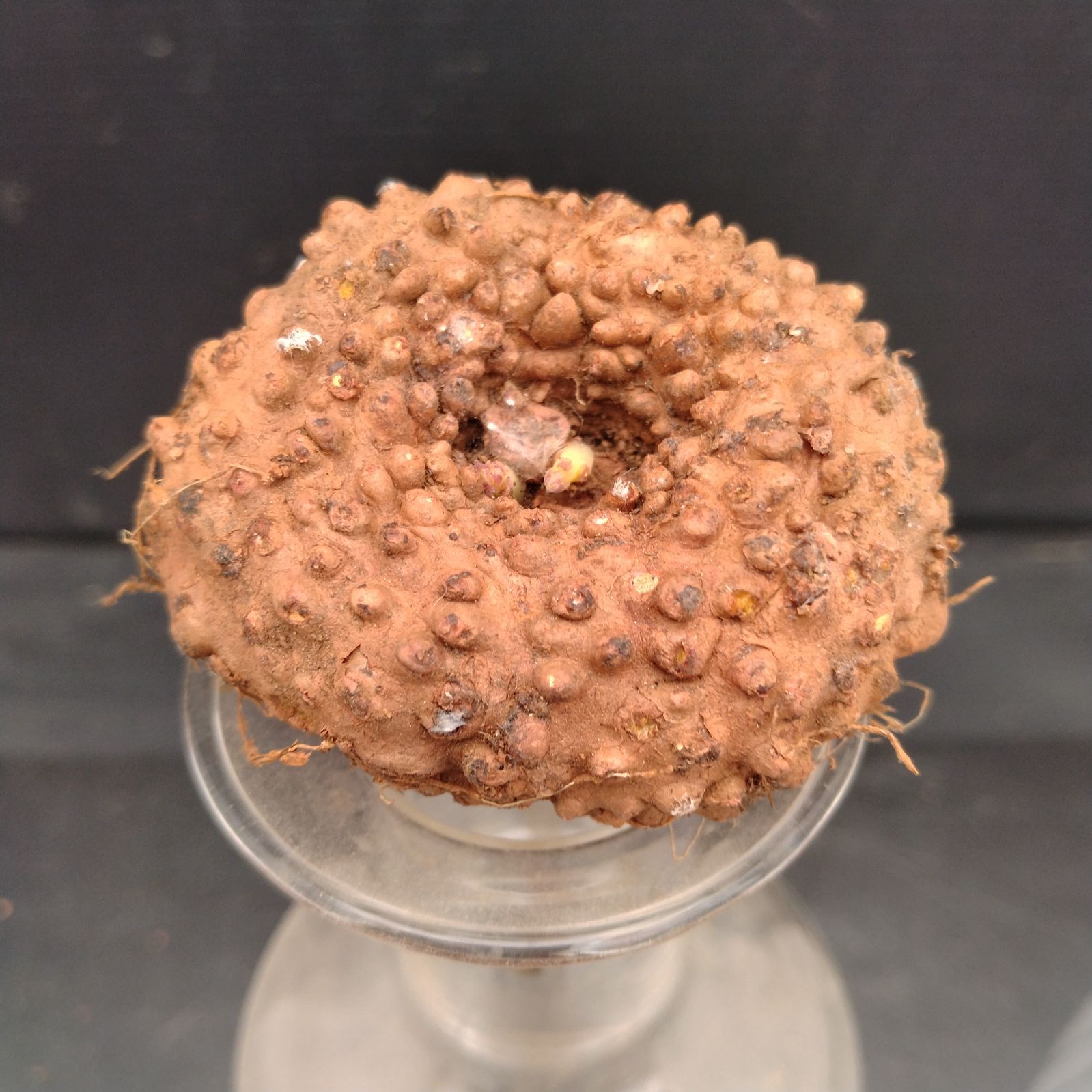 I021【最新到着】Dorstenia エレンベッキアナ（現地球・抜き苗）【塊根