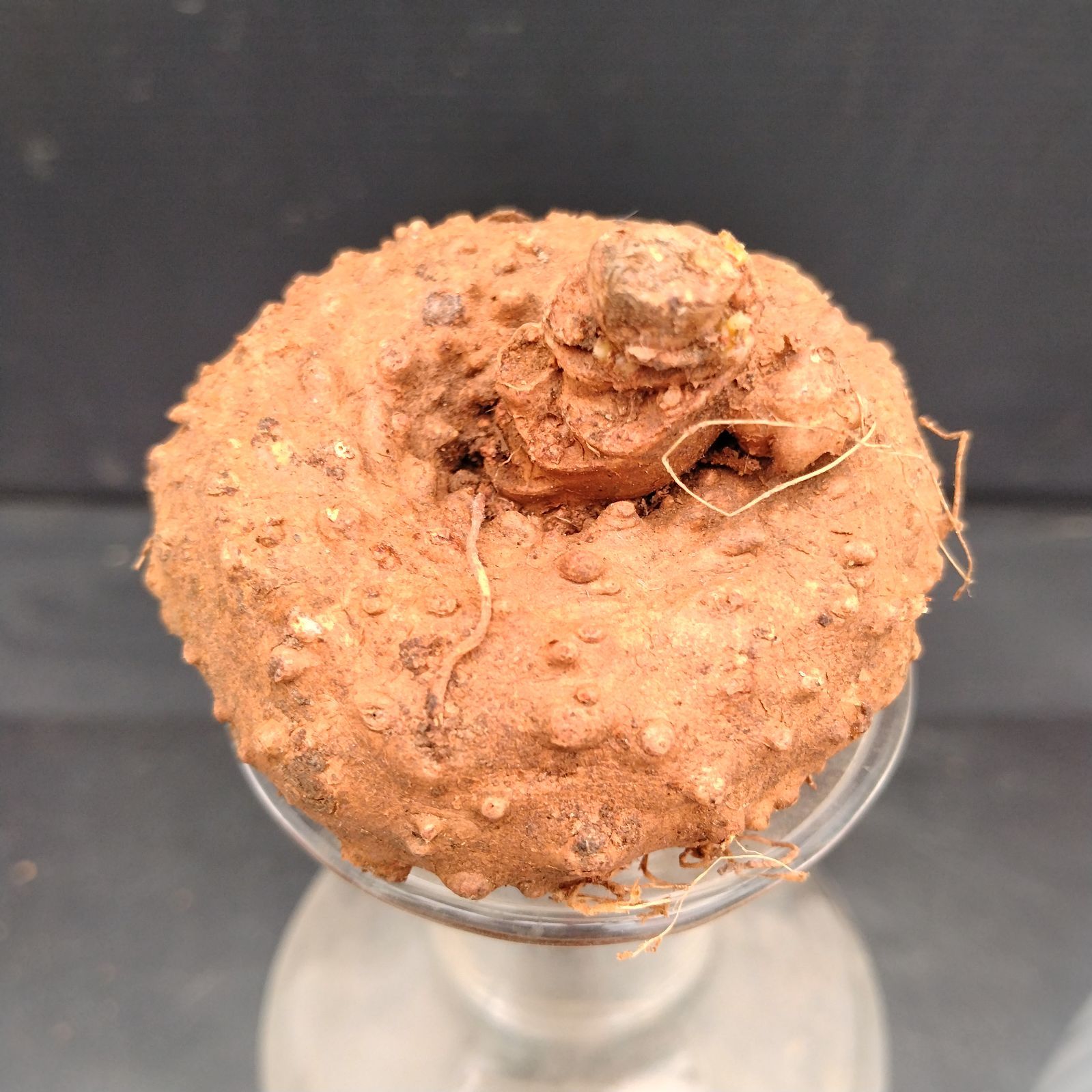 I023【最新到着】Dorstenia エレンベッキアナ（現地球・抜き苗）【塊根