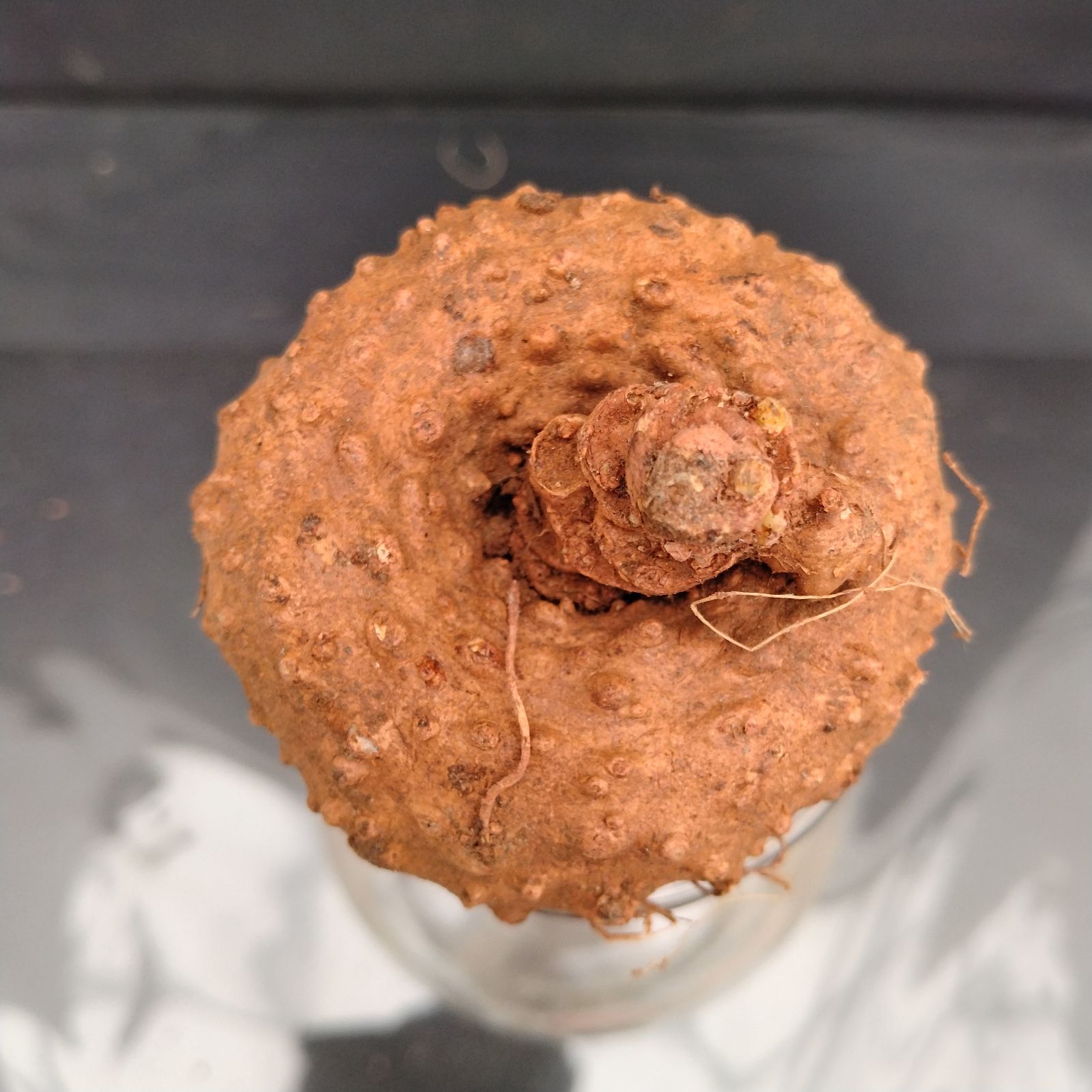 I023【最新到着】Dorstenia エレンベッキアナ（現地球・抜き苗）【塊根