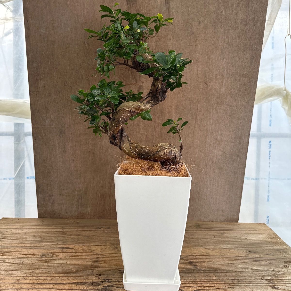ガジュマル Ficus microcarpa 現品 昇り龍 仕立て フィカス