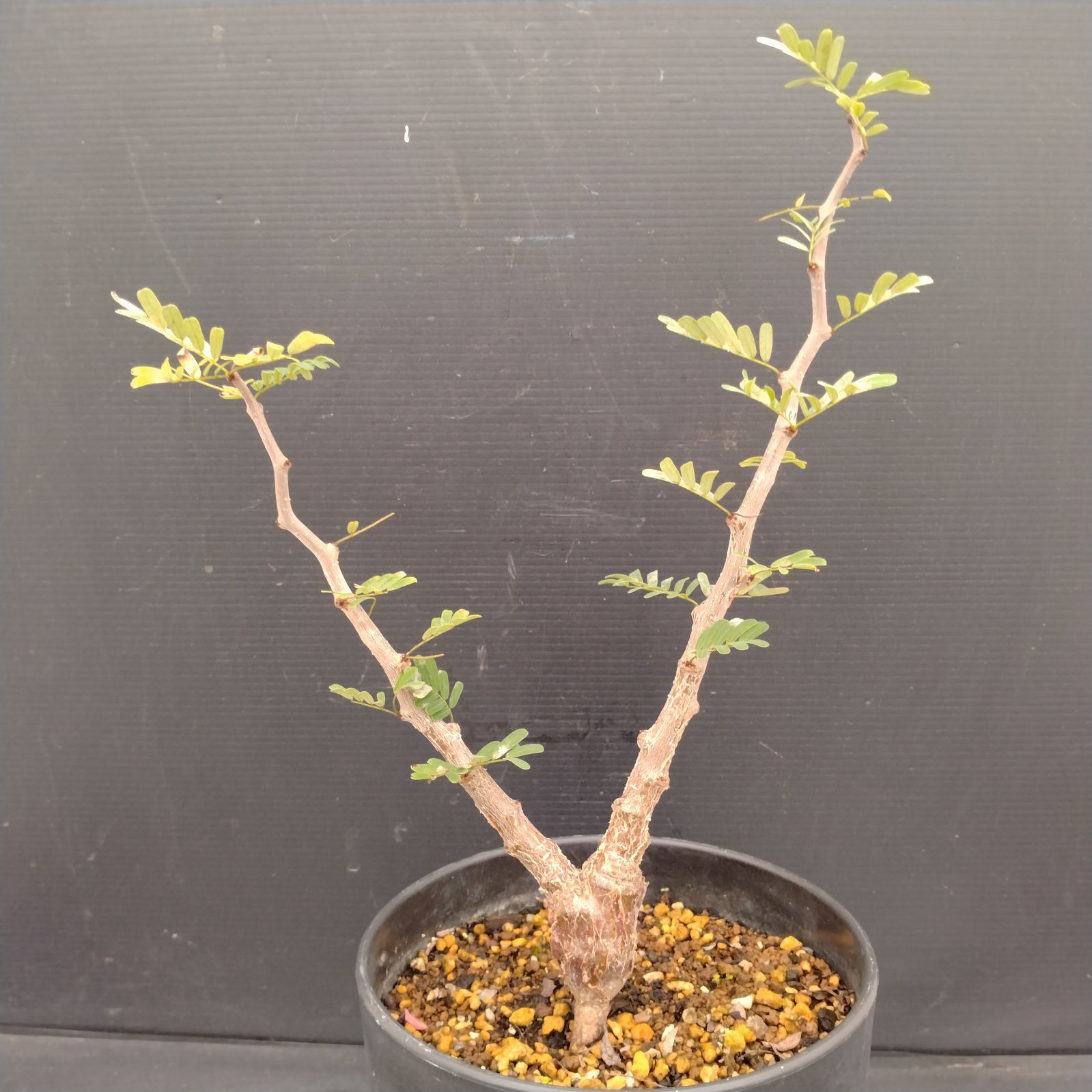 太塊根 センナメリディオナリス 大株　　鉢付き センナ メリディオナリス/盆栽、多肉植物、塊根植物、観葉植物通販